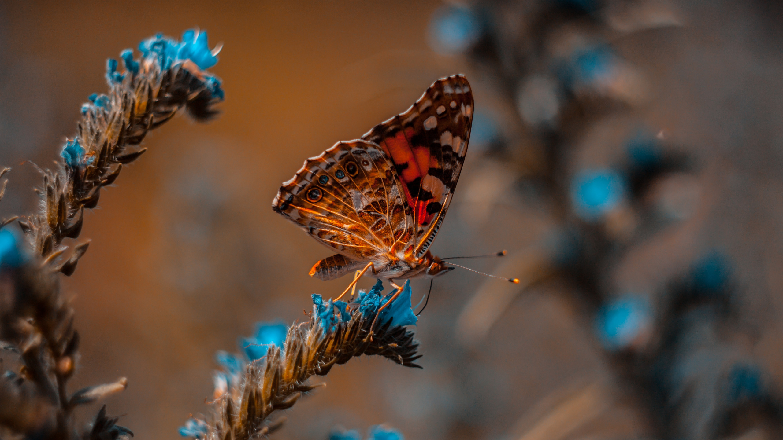 Обои насекомое, бабочка, Синтия подрода, мотыльки и бабочки, синий в разрешении 2560x1440
