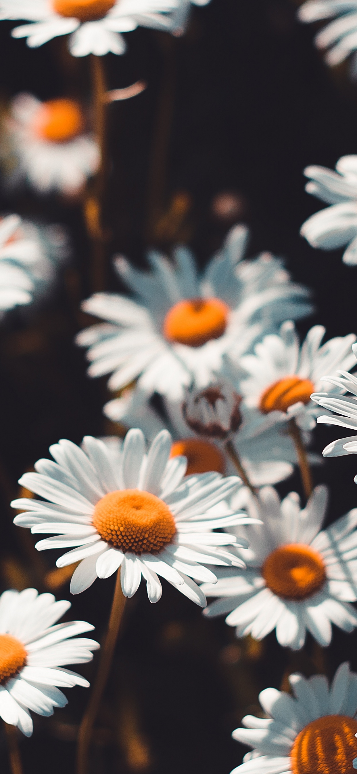 Обои Ромашка, бумага, oxeye Дейзи, стена, цветок в разрешении 1242x2688