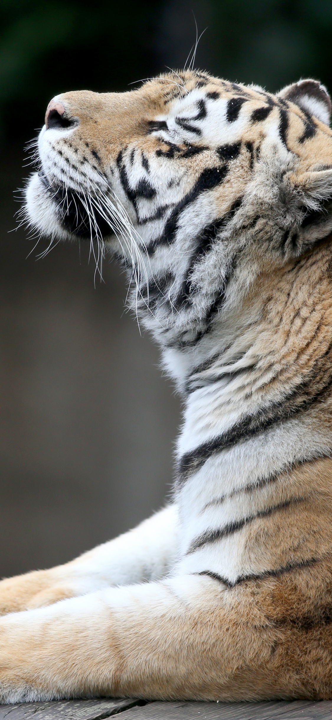 Обои Амурский тигр, бенгальский тигр, тигр, живая природа, наземные животные в разрешении 1125x2436