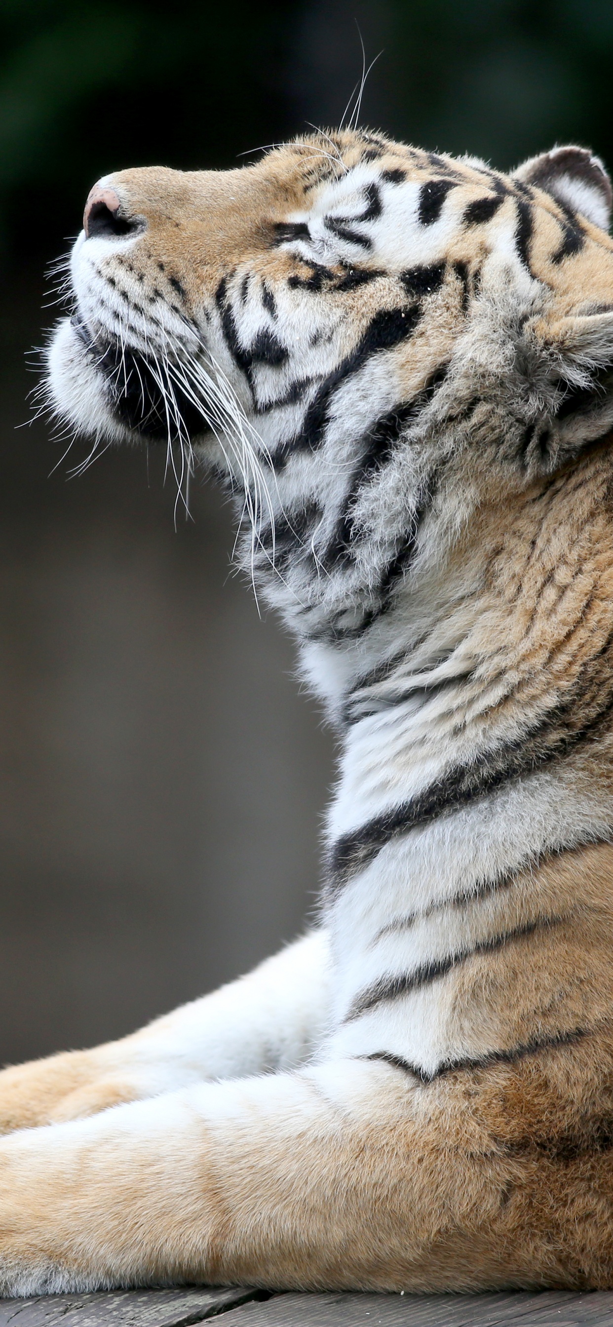 Обои Амурский тигр, бенгальский тигр, тигр, живая природа, наземные животные в разрешении 1242x2688