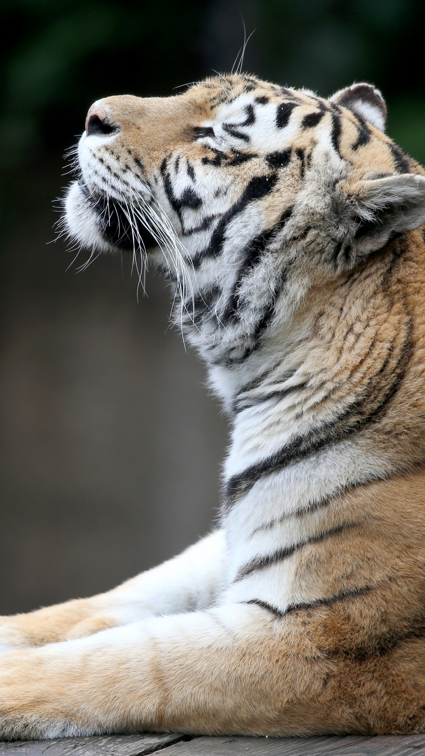 Обои Амурский тигр, бенгальский тигр, тигр, живая природа, наземные животные в разрешении 1440x2560