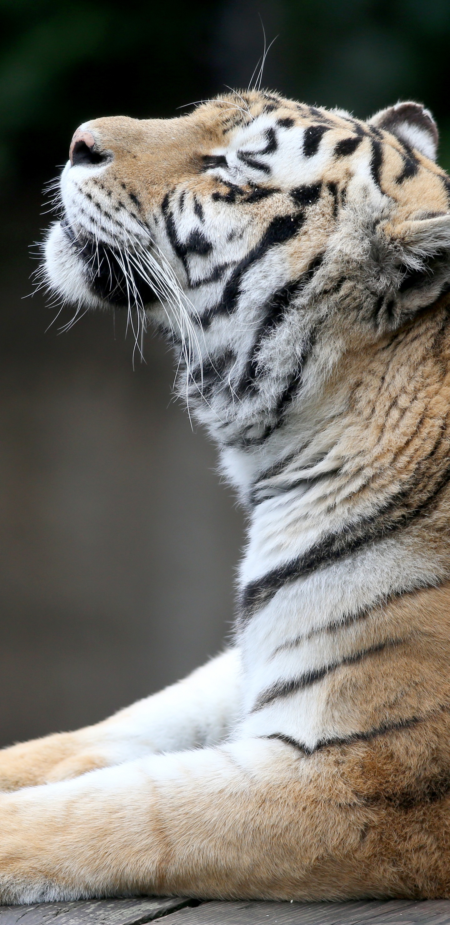 Обои Амурский тигр, бенгальский тигр, тигр, живая природа, наземные животные в разрешении 1440x2960