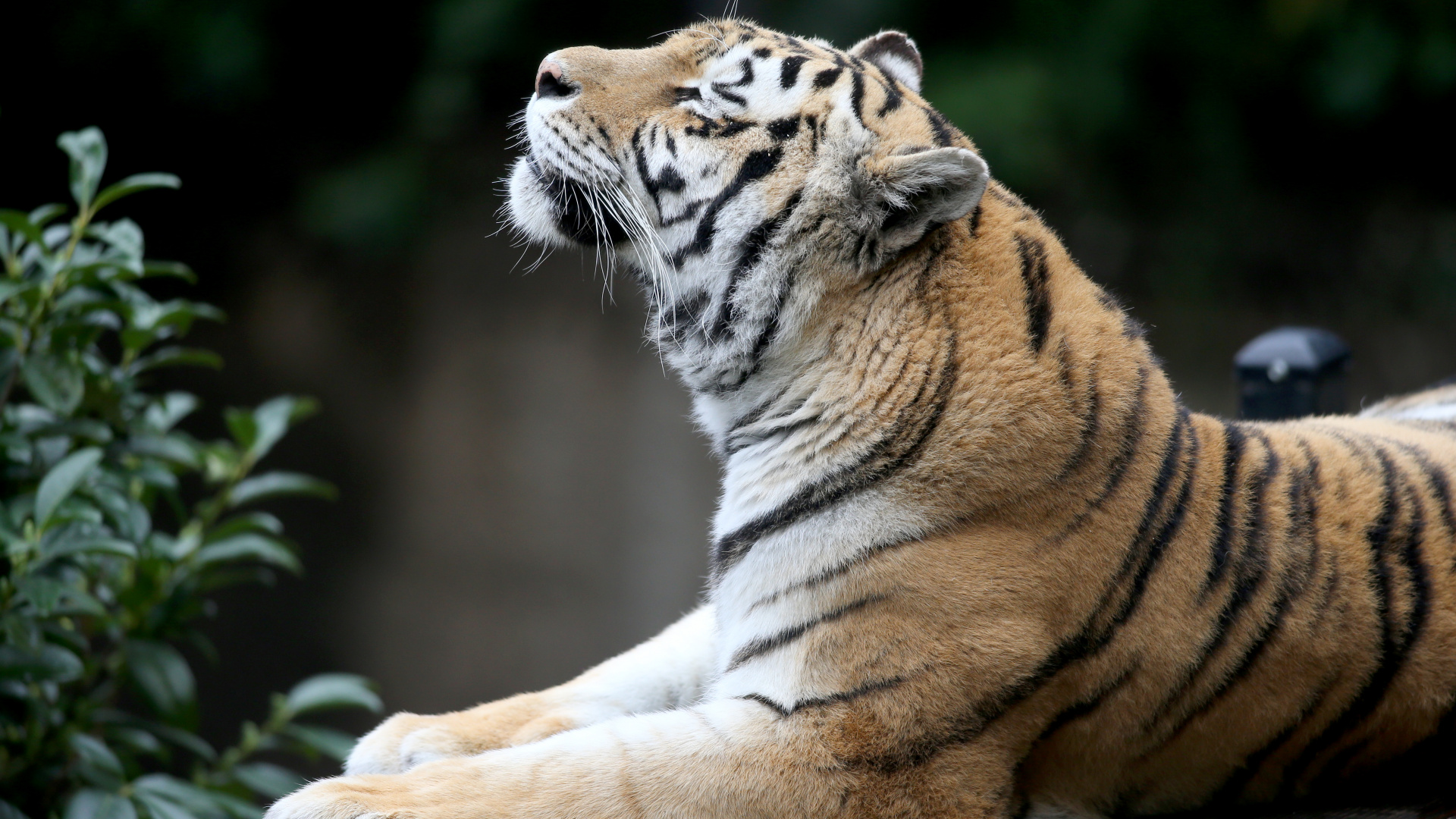 Обои Амурский тигр, бенгальский тигр, тигр, живая природа, наземные животные в разрешении 1920x1080