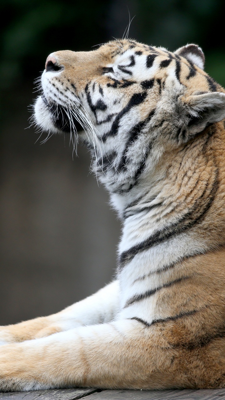 Обои Амурский тигр, бенгальский тигр, тигр, живая природа, наземные животные в разрешении 720x1280