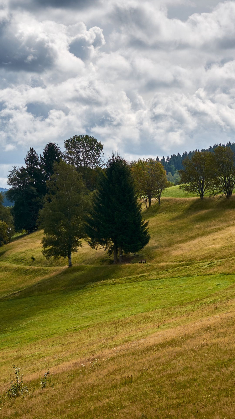 Обои облако, растение, дерево, природный ландшафт, склон в разрешении 750x1334