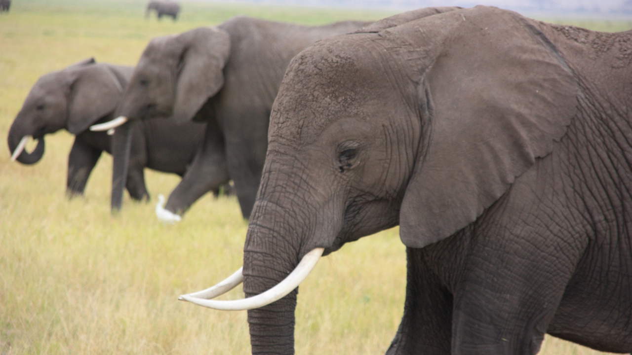 Обои животное, Слон, слоны и мамонты, наземные животные, индийский слон в разрешении 1280x720