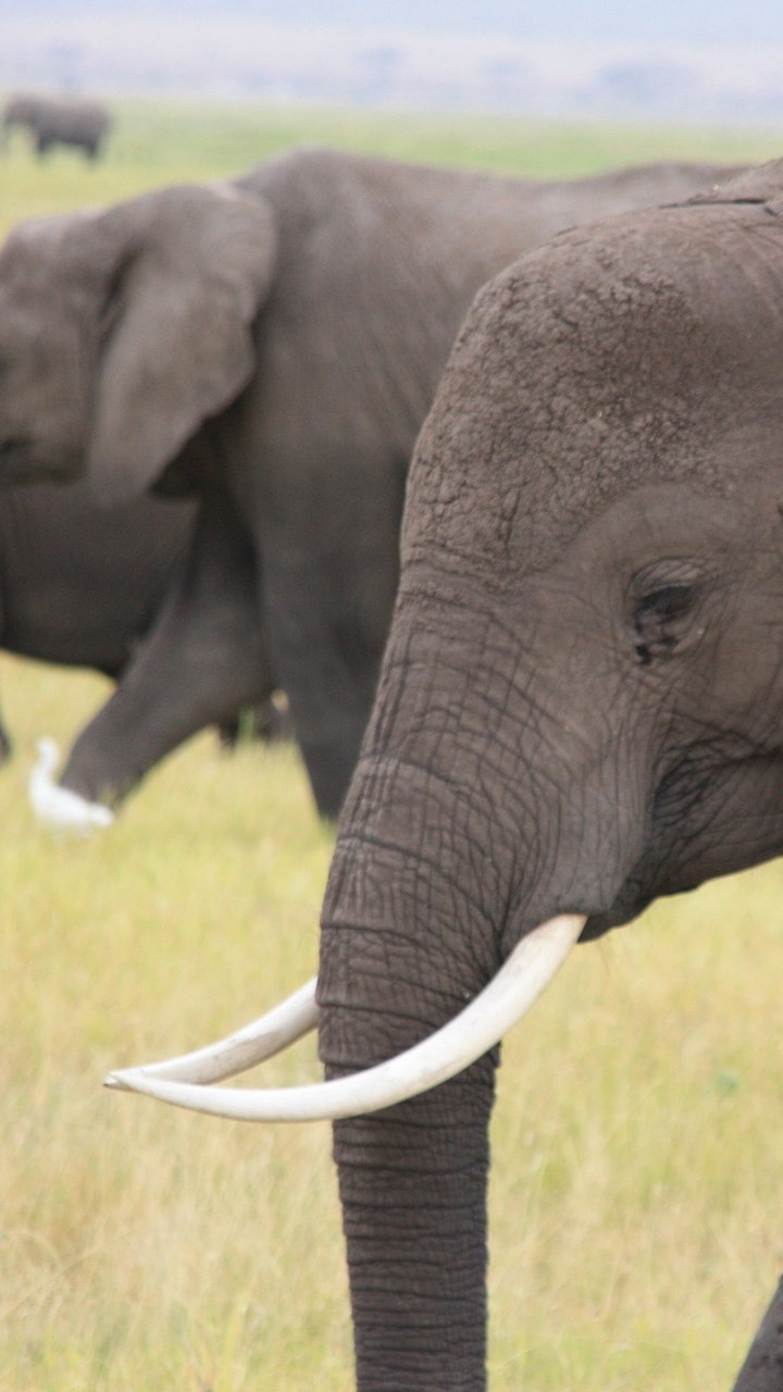 Обои животное, Слон, слоны и мамонты, наземные животные, индийский слон в разрешении 720x1280