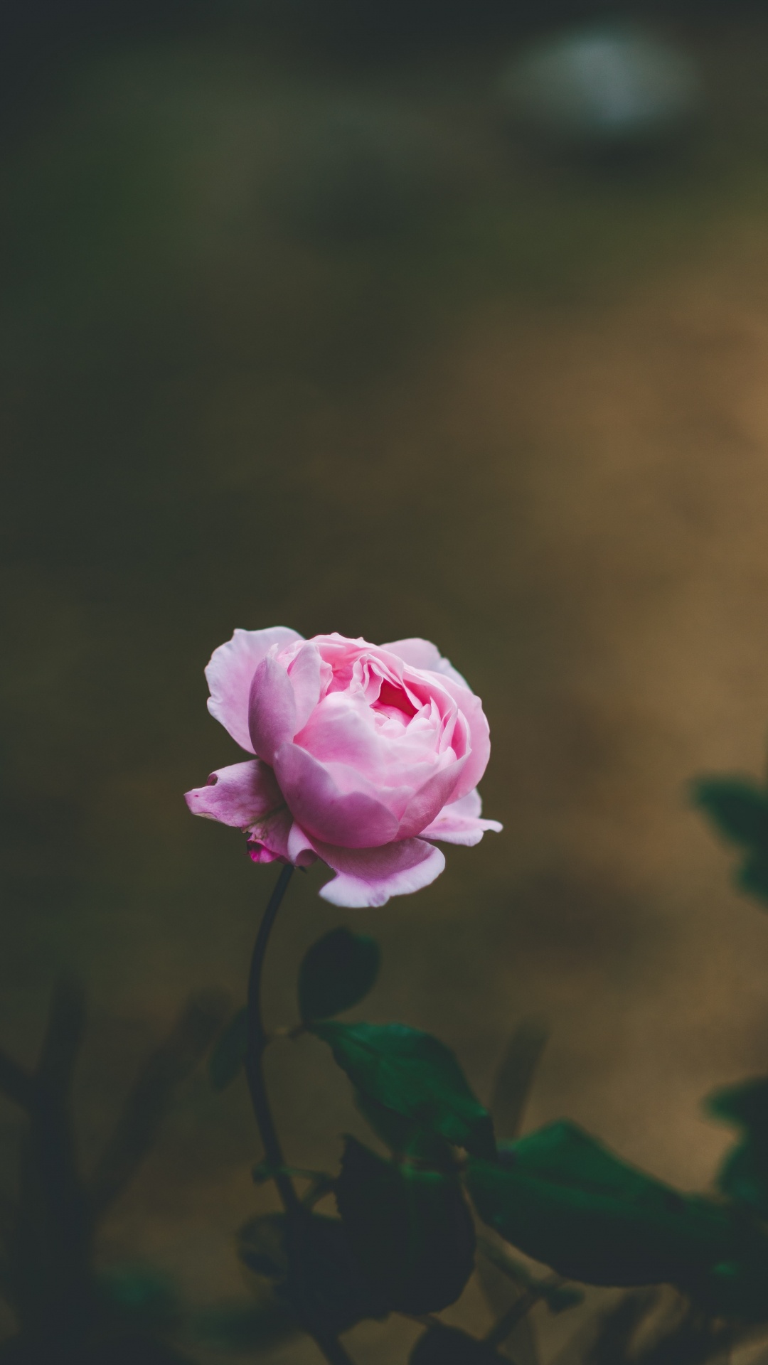 Обои цветок, Роза, розовый, сад роз, лепесток в разрешении 1080x1920