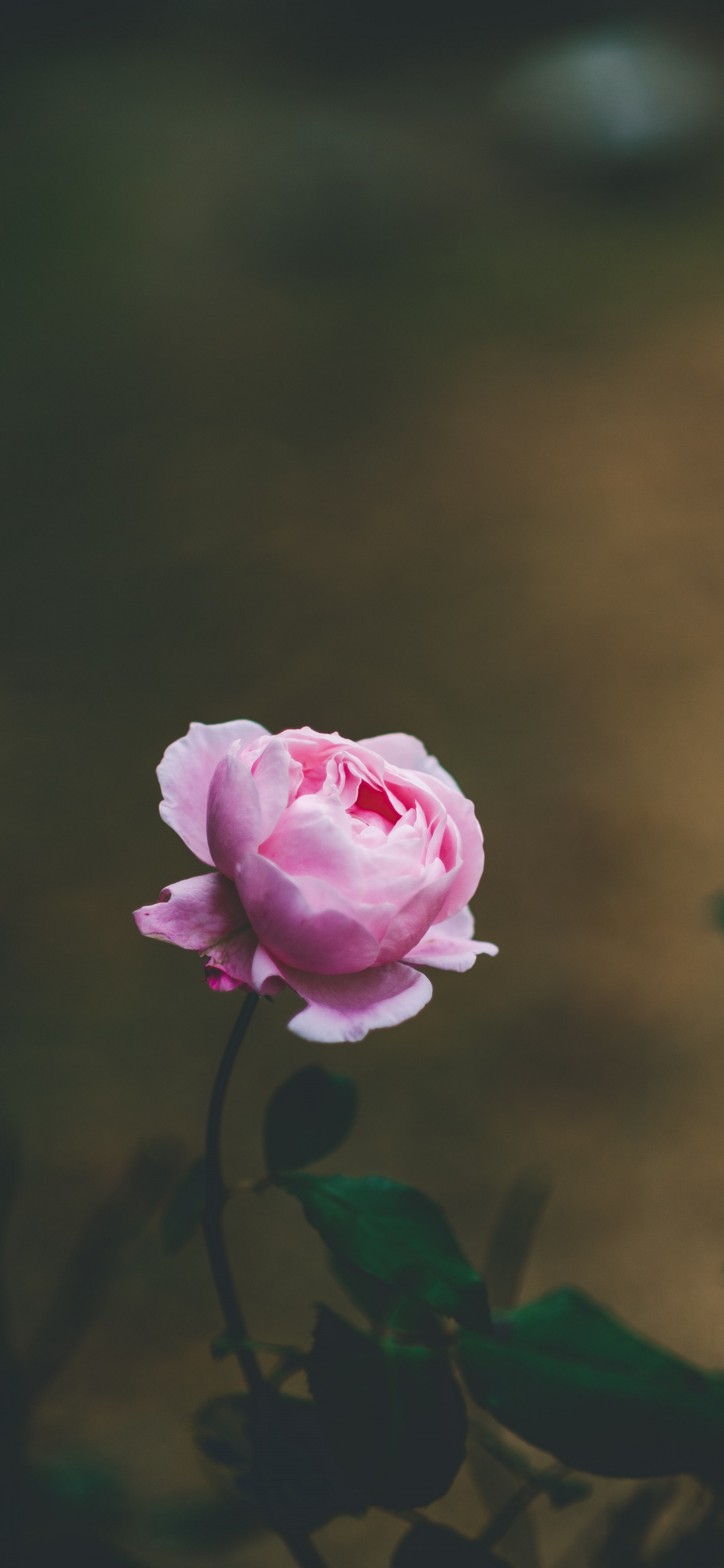 Обои цветок, Роза, розовый, сад роз, лепесток в разрешении 1242x2688