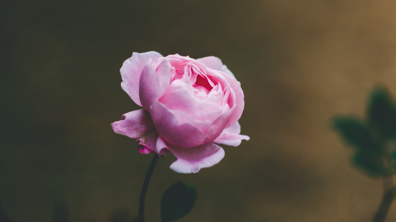 Обои цветок, Роза, розовый, сад роз, лепесток в разрешении 1280x720