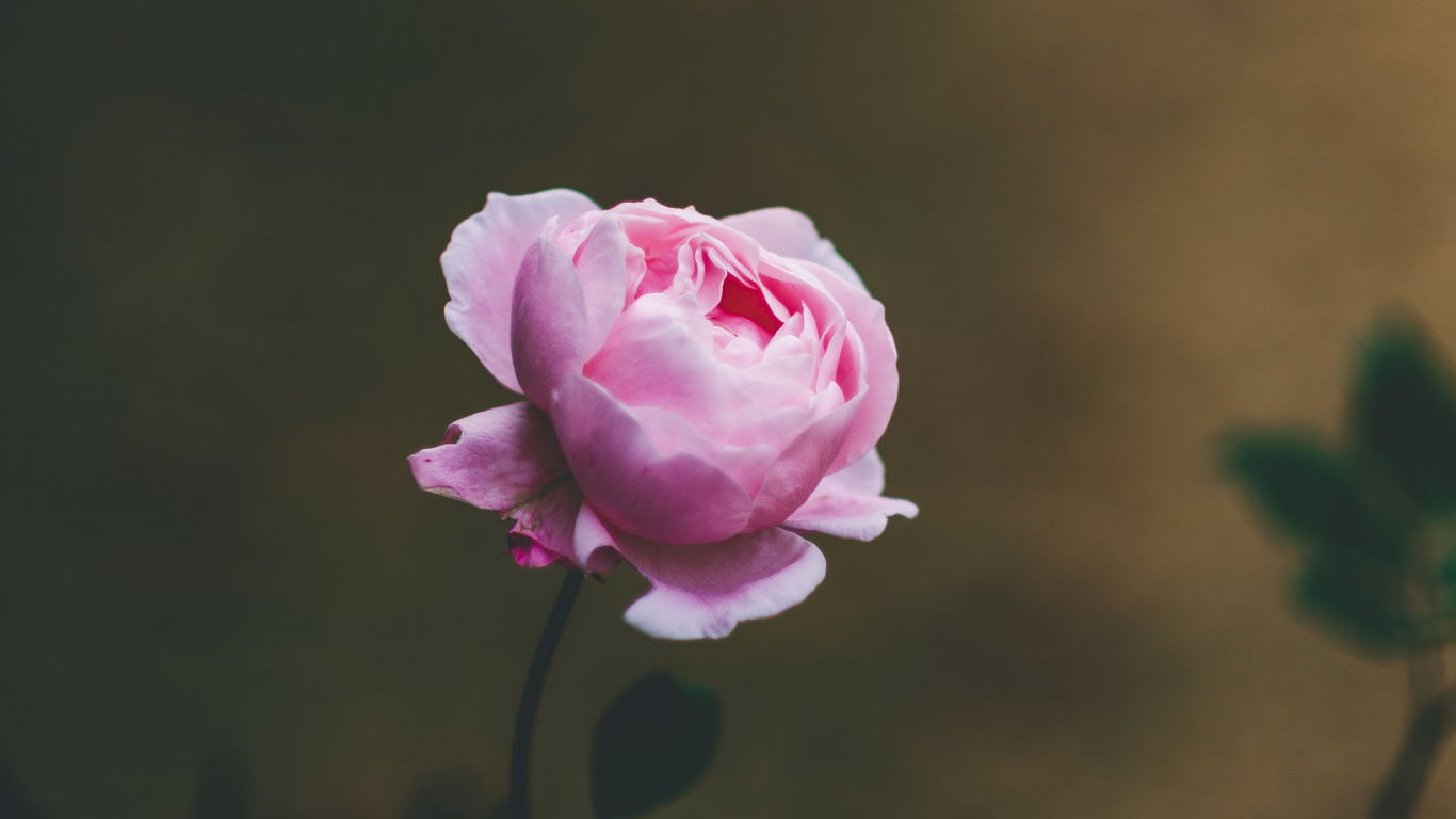 Обои цветок, Роза, розовый, сад роз, лепесток в разрешении 1366x768