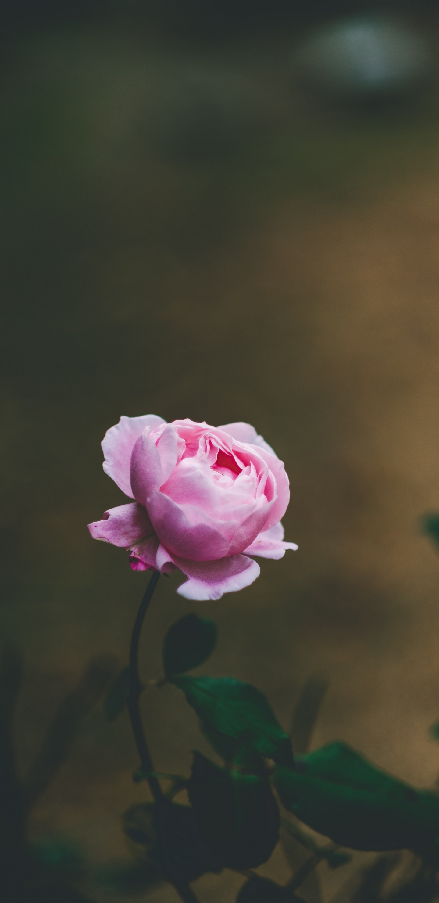 Обои цветок, Роза, розовый, сад роз, лепесток в разрешении 1440x2960