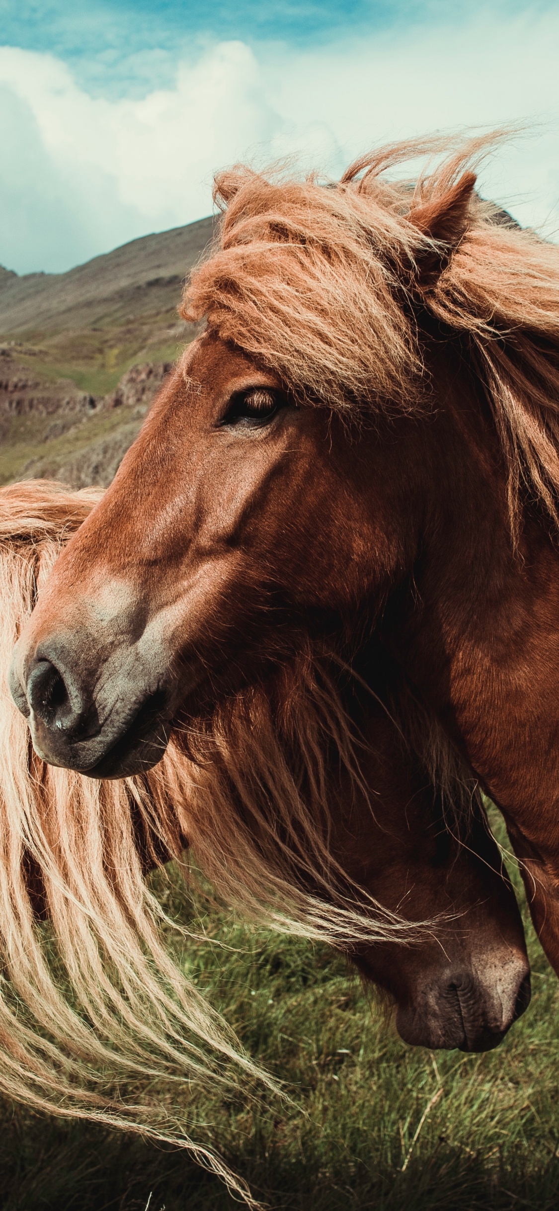 Обои конь, грива, волосы, Мустанг лошадь, гнедая лошадь в разрешении 1125x2436