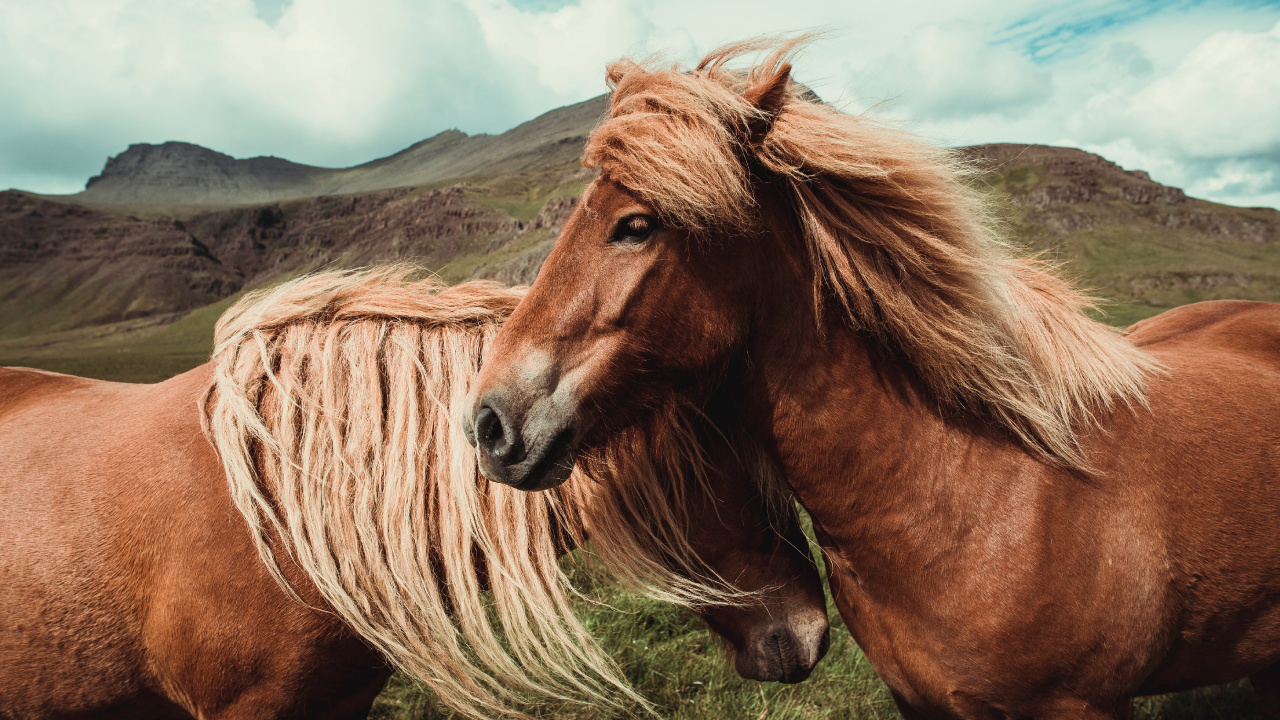 Обои конь, грива, волосы, Мустанг лошадь, гнедая лошадь в разрешении 1280x720