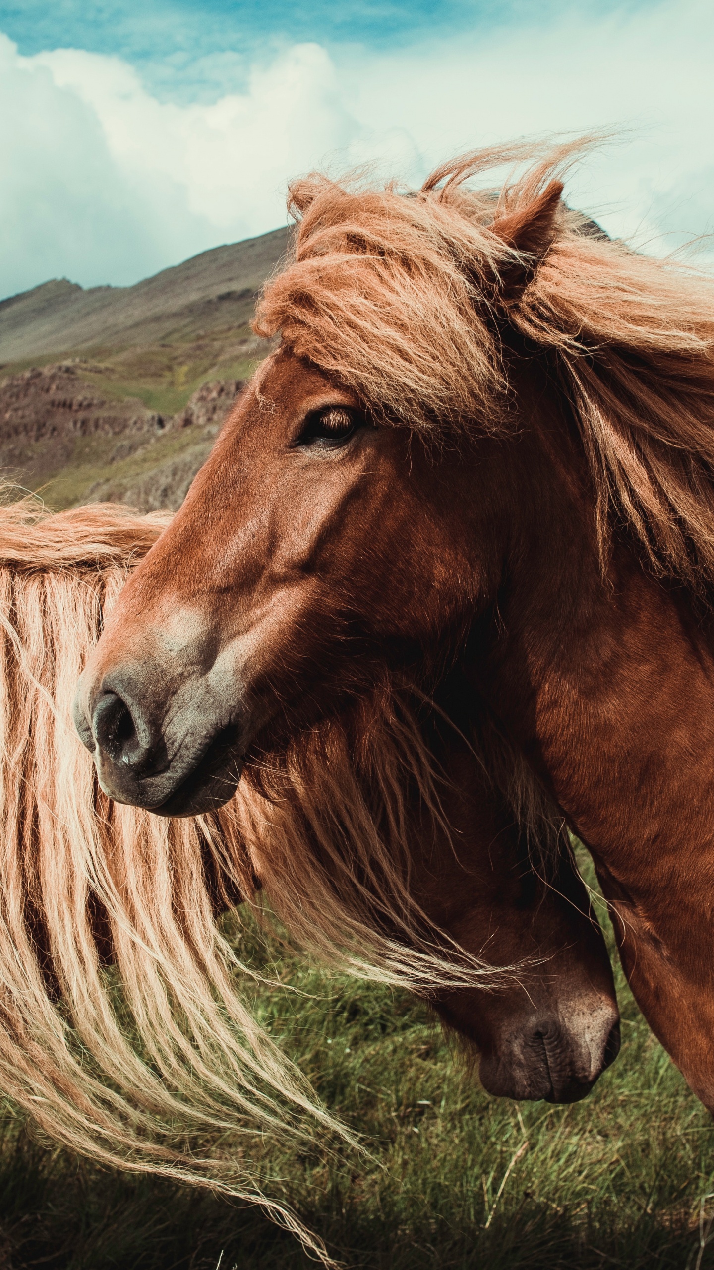 Обои конь, грива, волосы, Мустанг лошадь, гнедая лошадь в разрешении 1440x2560