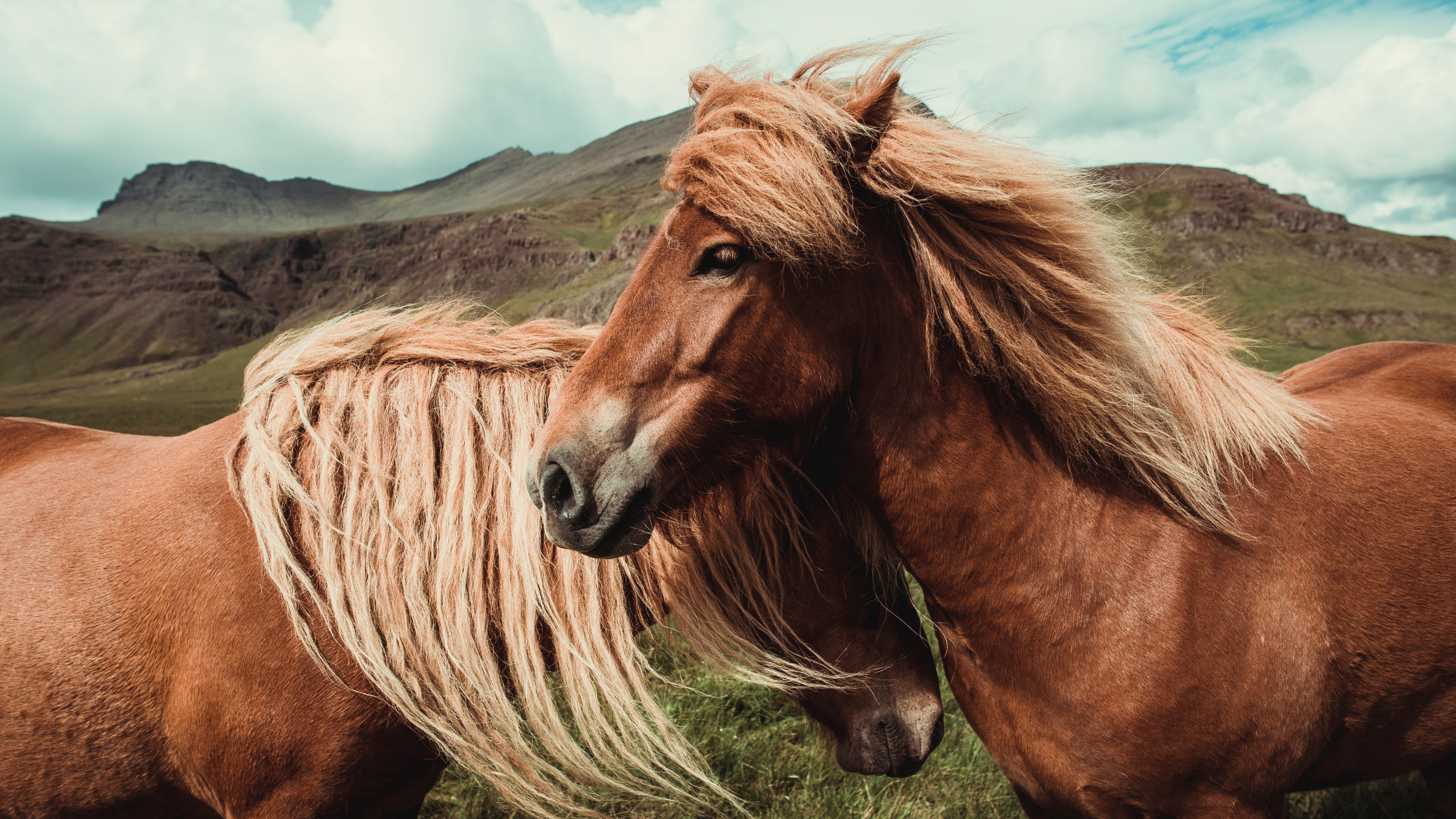 Обои конь, грива, волосы, Мустанг лошадь, гнедая лошадь в разрешении 2560x1440