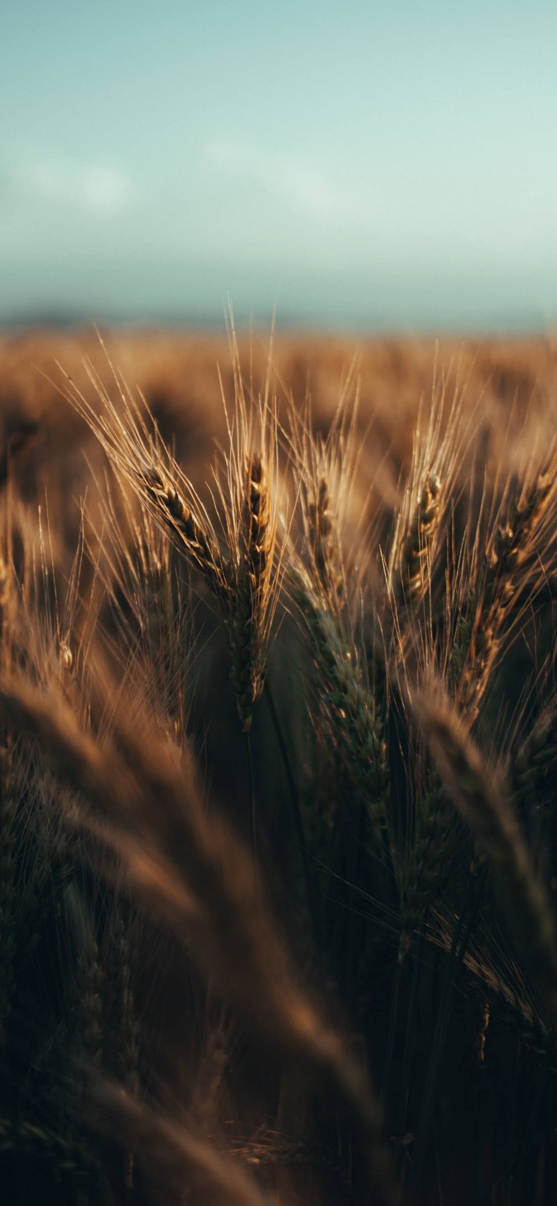 Обои дневное время, растение, древесина, природный ландшафт, равнина в разрешении 1125x2436