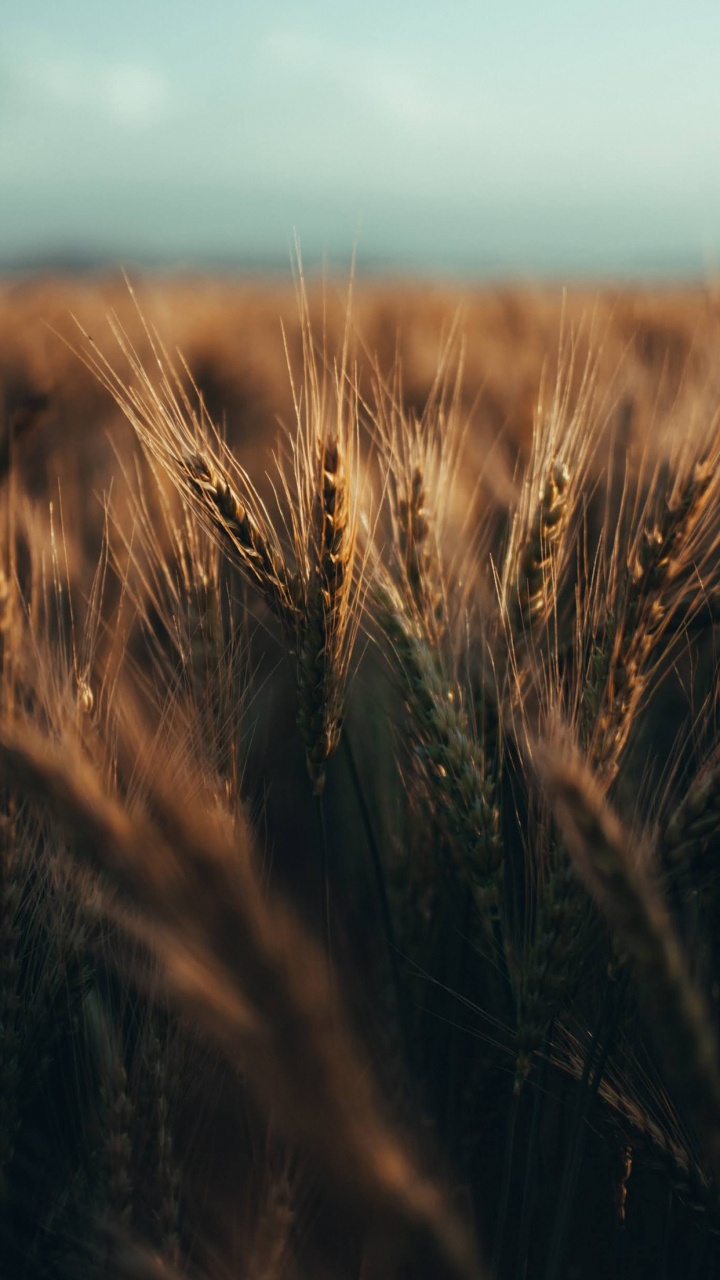 Обои дневное время, растение, древесина, природный ландшафт, равнина в разрешении 720x1280