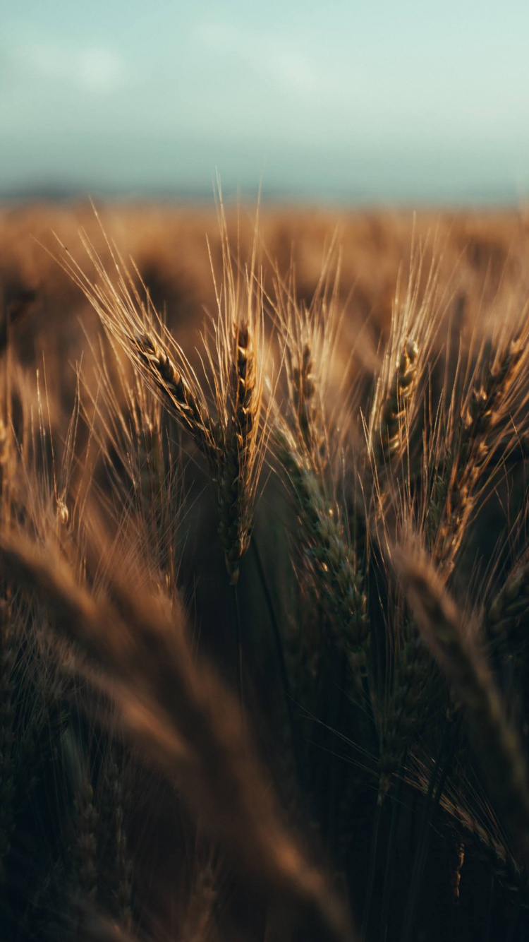 Обои дневное время, растение, древесина, природный ландшафт, равнина в разрешении 750x1334