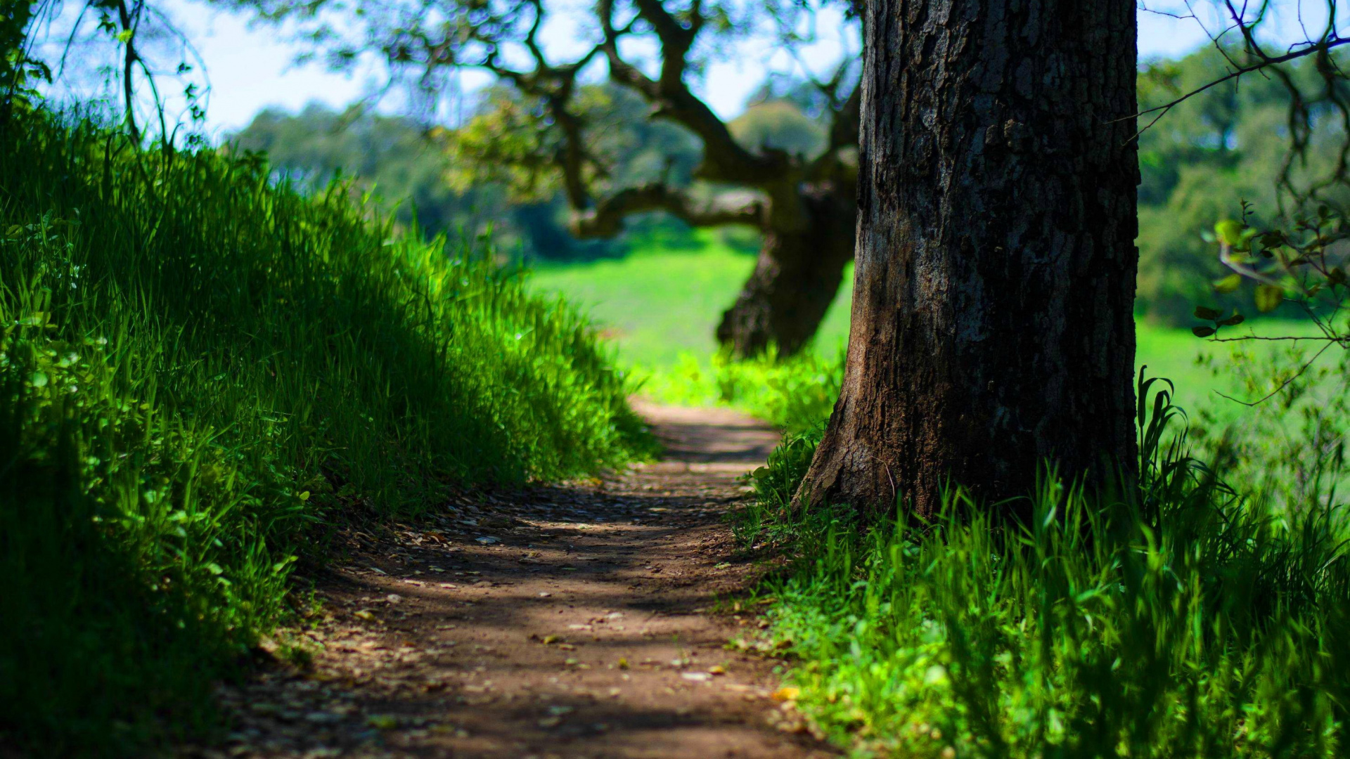 Обои зеленый, природа, дерево, растительность, пейзаж в разрешении 1920x1080