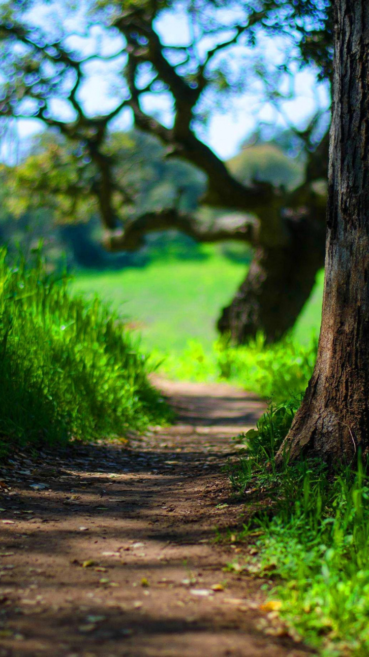 Обои зеленый, природа, дерево, растительность, пейзаж в разрешении 750x1334