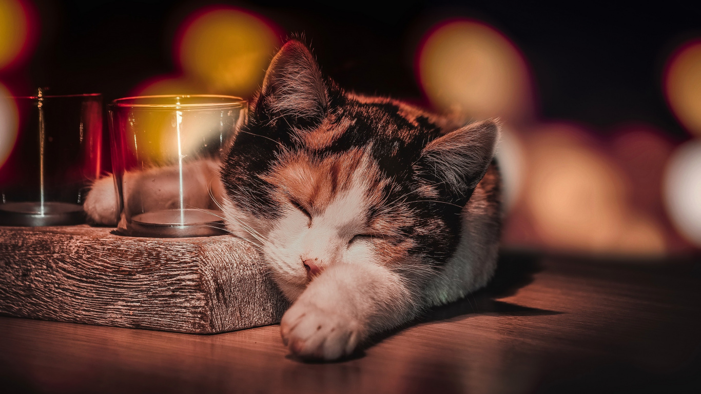 Обои кот, полосатый кот, котенок, пес, калико кошка в разрешении 1366x768