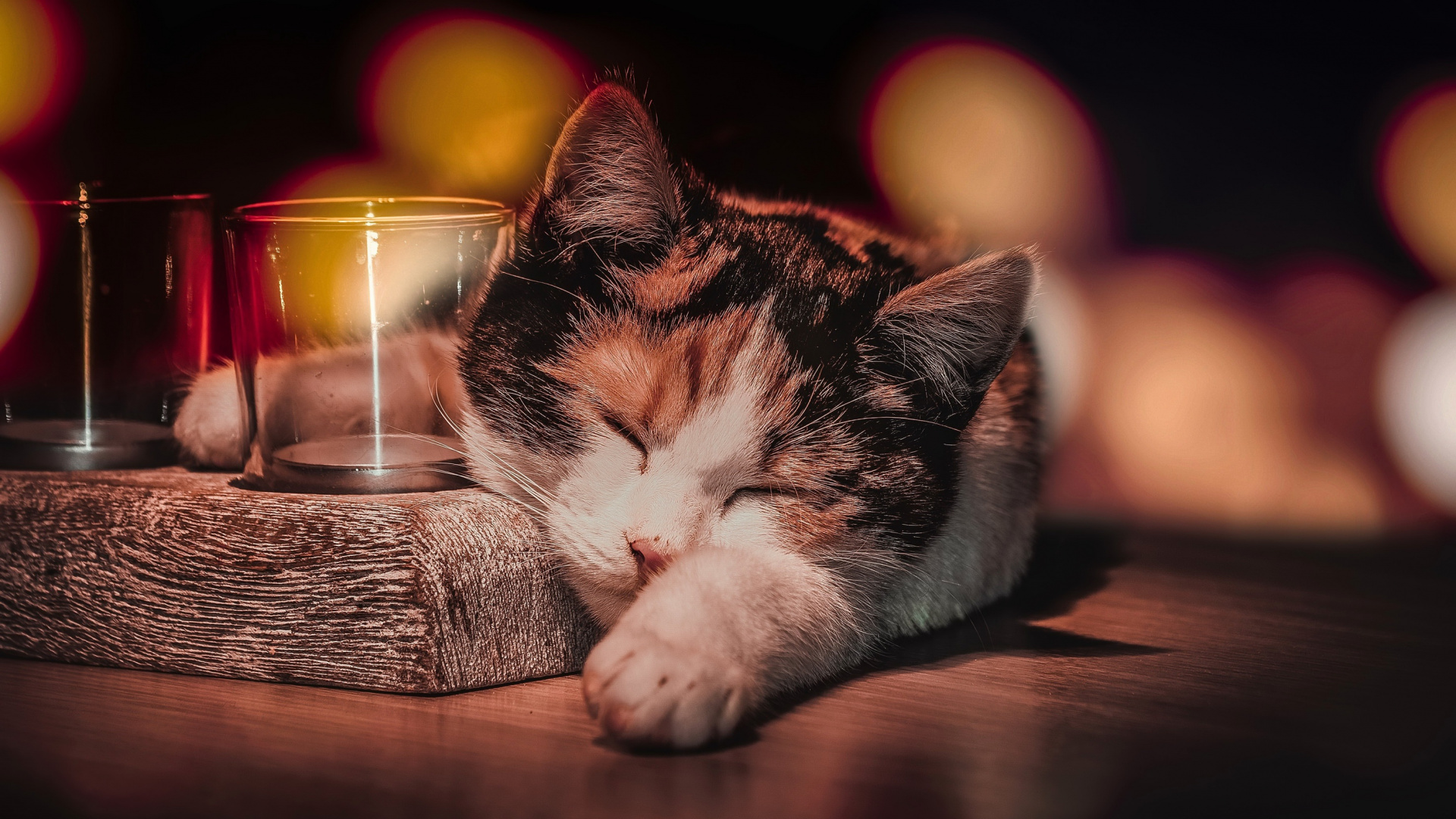 Обои кот, полосатый кот, котенок, пес, калико кошка в разрешении 1920x1080