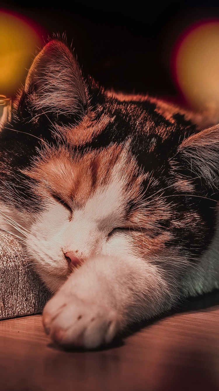 Обои кот, полосатый кот, котенок, пес, калико кошка в разрешении 750x1334