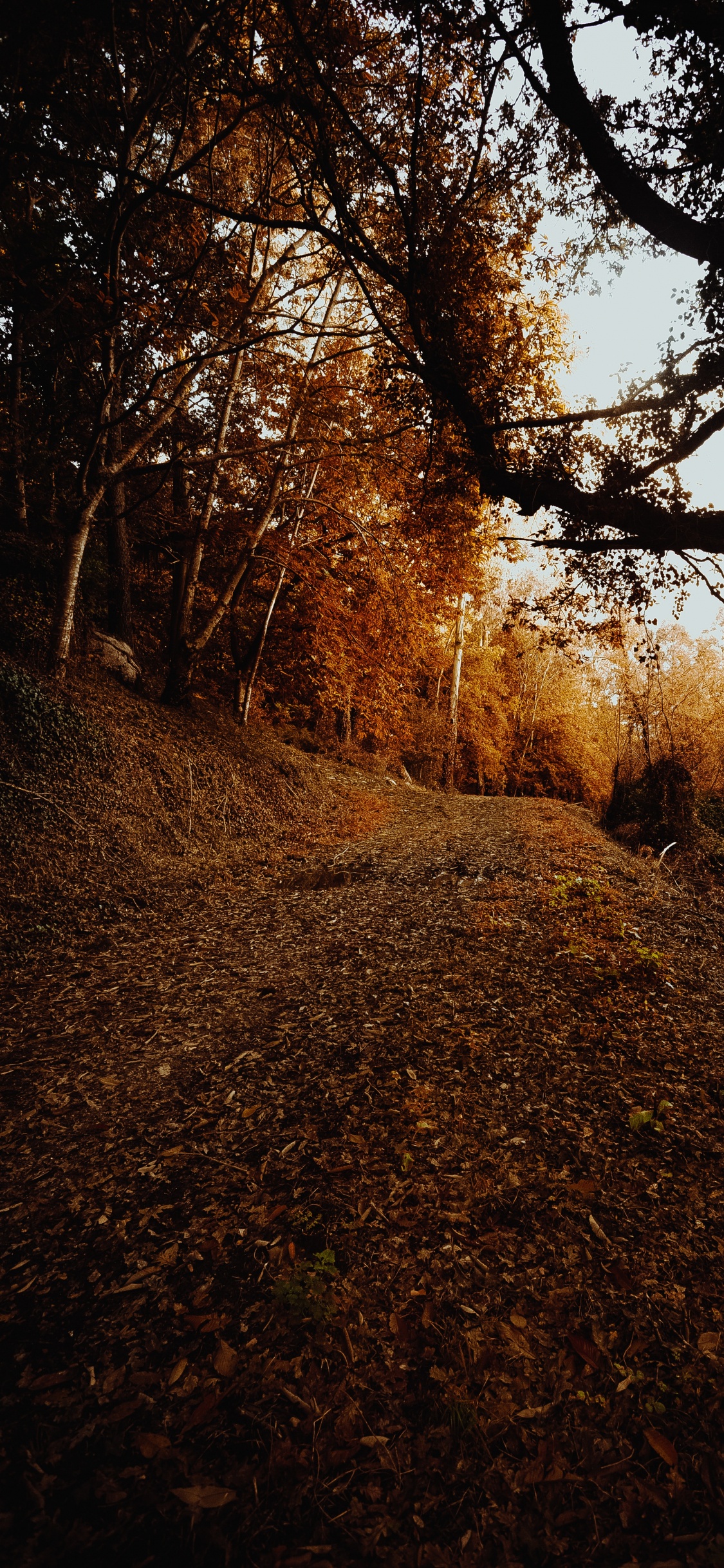 Обои небо, листопадные, лист, окружающая среда, Природа М в разрешении 1125x2436