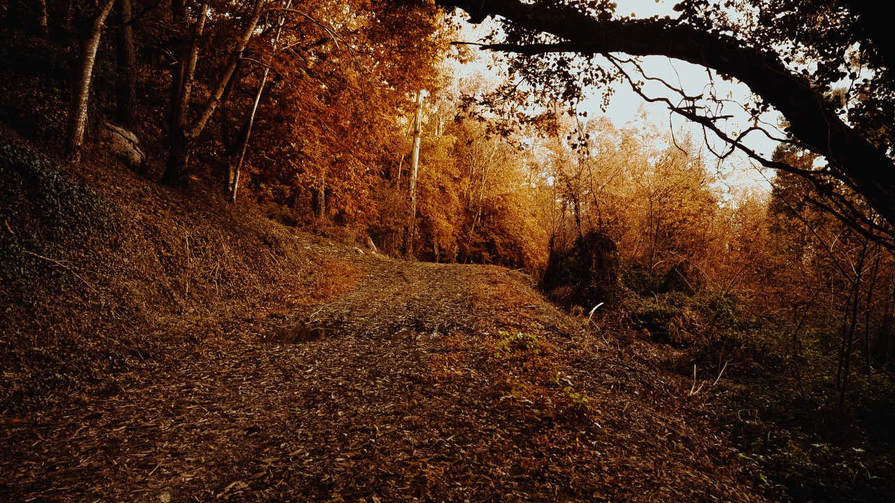 Обои небо, листопадные, лист, окружающая среда, Природа М в разрешении 1280x720