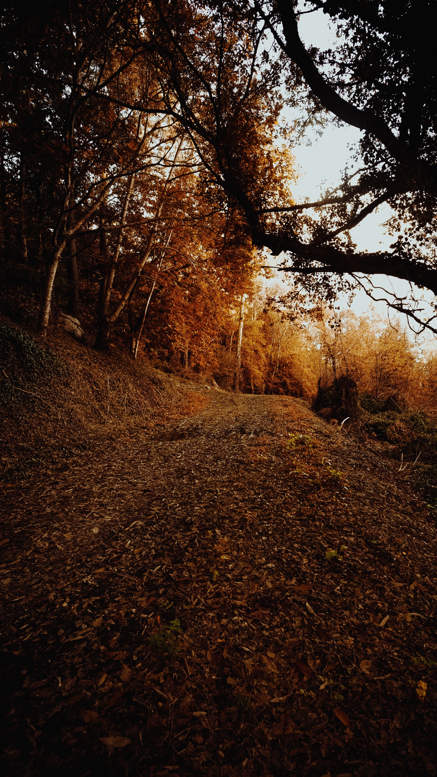 Обои небо, листопадные, лист, окружающая среда, Природа М в разрешении 1440x2560