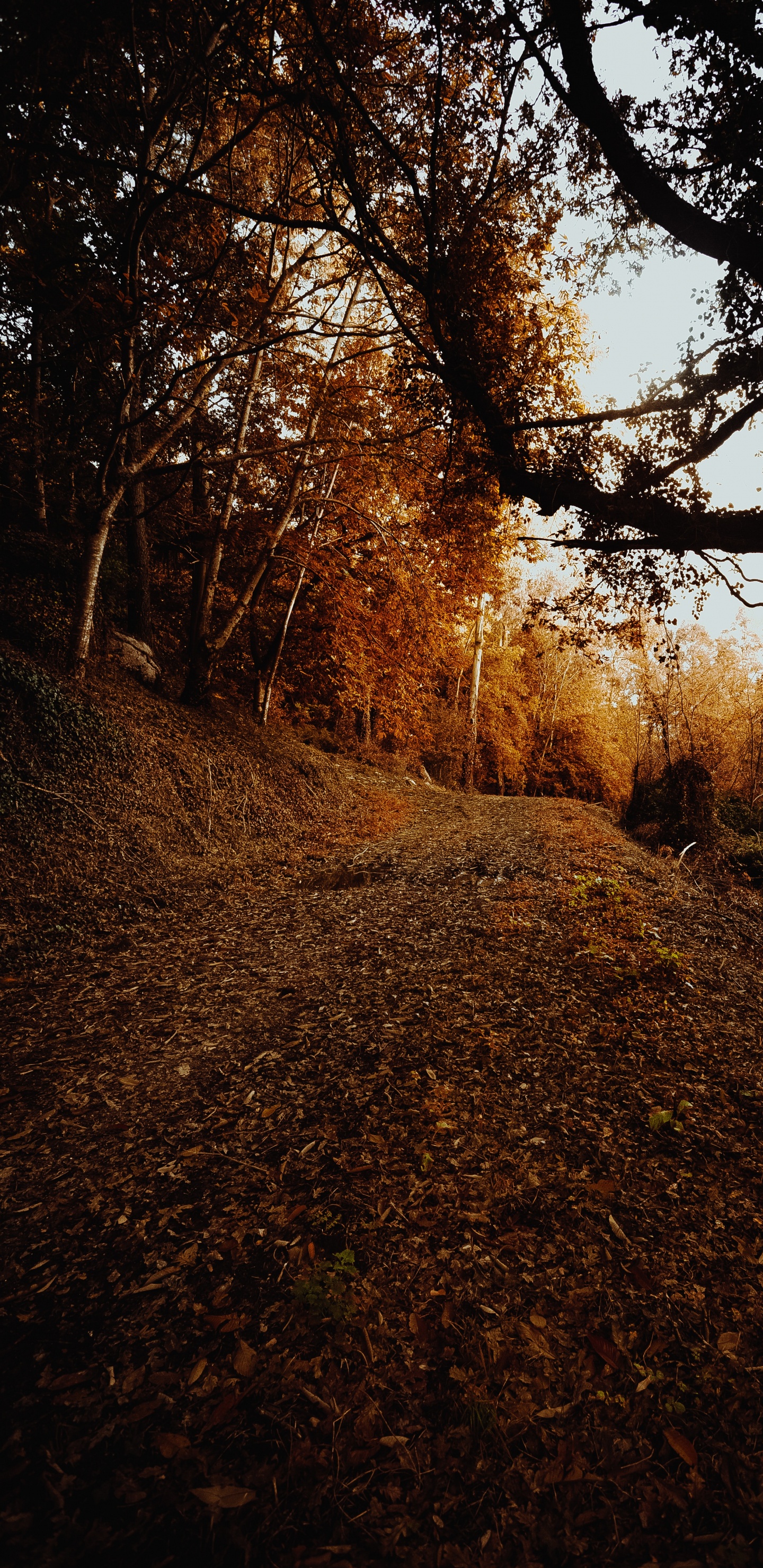 Обои небо, листопадные, лист, окружающая среда, Природа М в разрешении 1440x2960