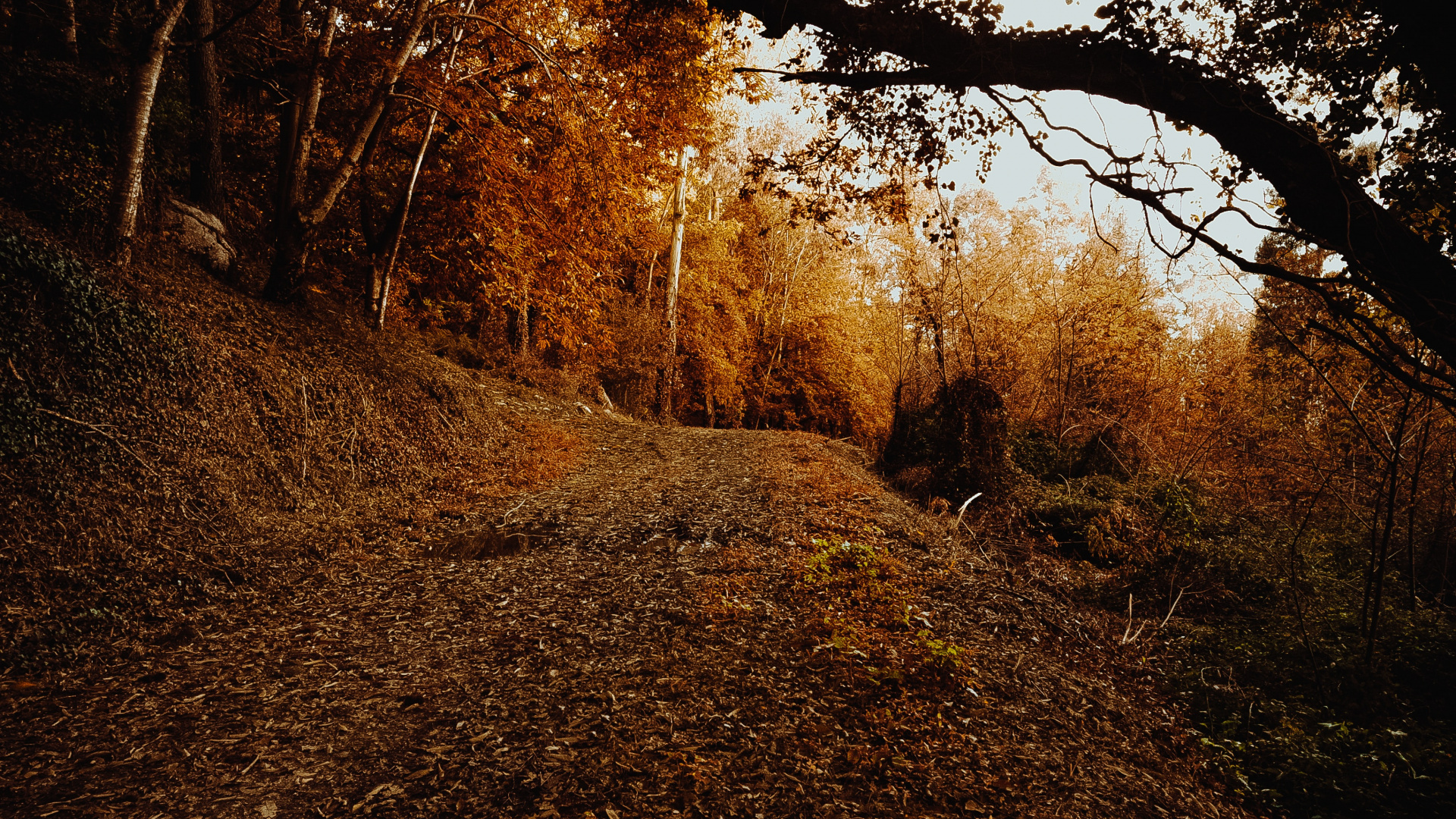 Обои небо, листопадные, лист, окружающая среда, Природа М в разрешении 1920x1080