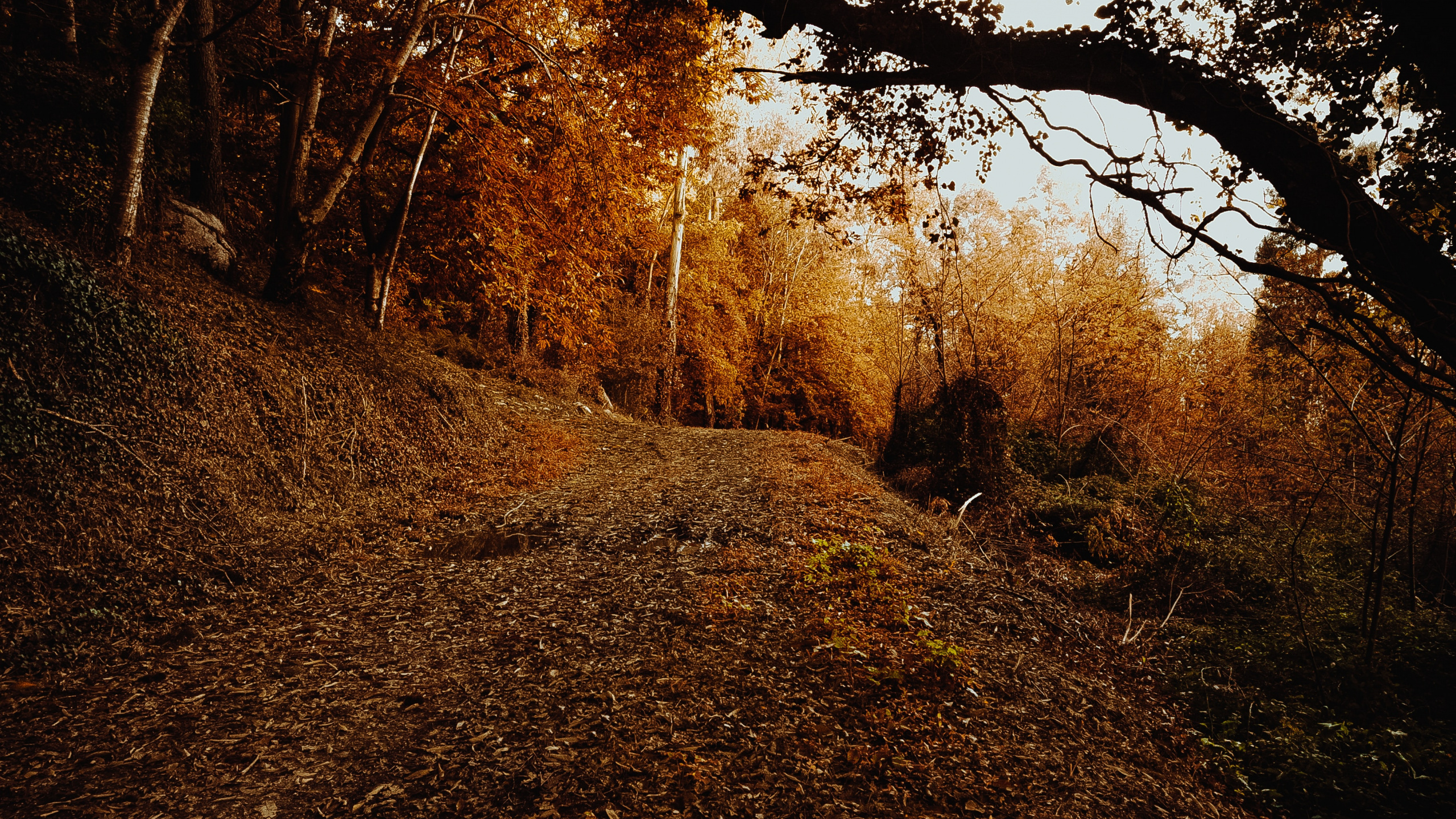 Обои небо, листопадные, лист, окружающая среда, Природа М в разрешении 2560x1440