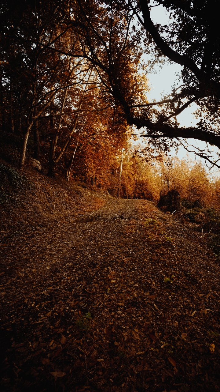 Обои небо, листопадные, лист, окружающая среда, Природа М в разрешении 720x1280