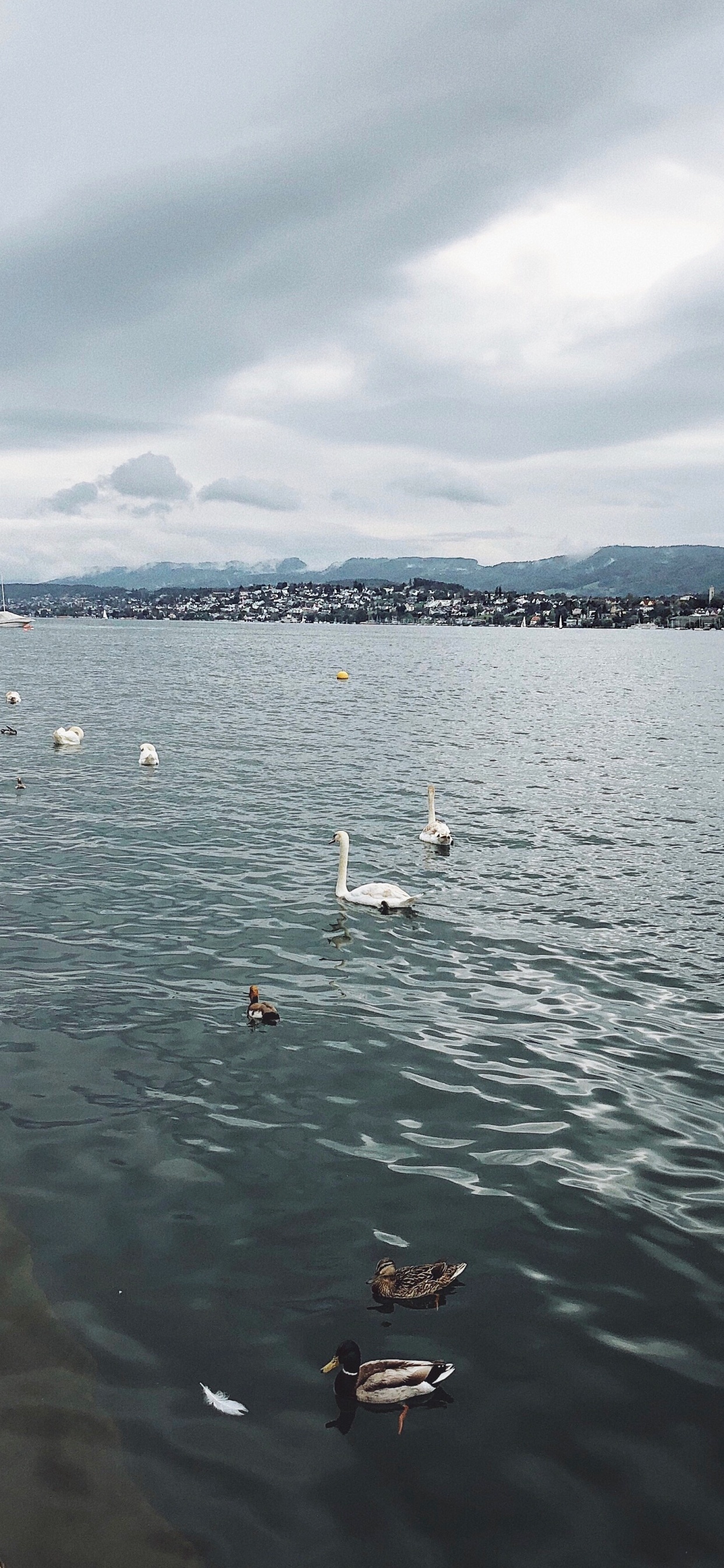 Обои вода, жидкость, облако, жидкий, птица в разрешении 1242x2688