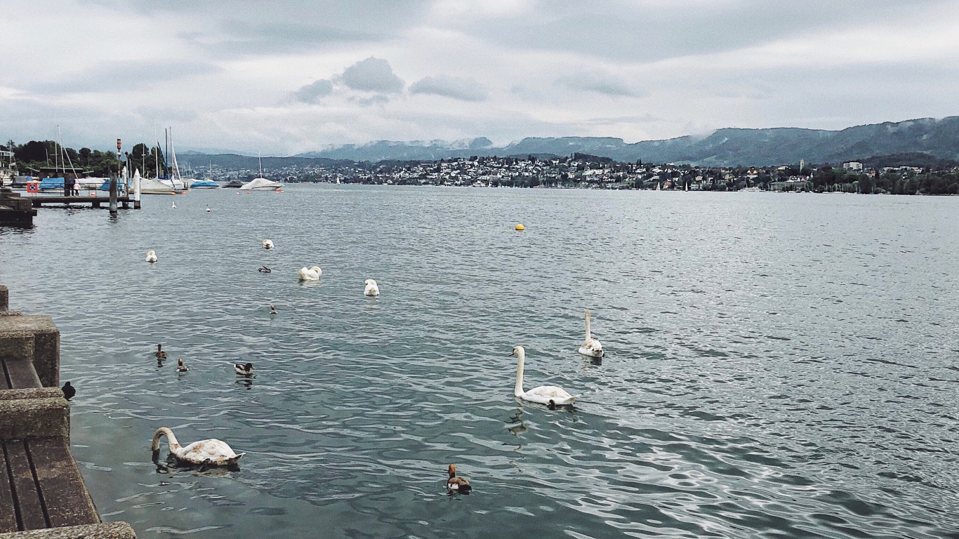 Обои вода, жидкость, облако, жидкий, птица в разрешении 1366x768