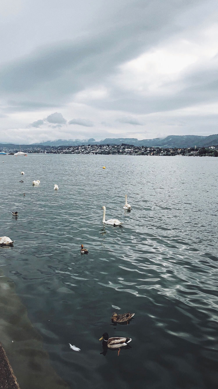 Обои вода, жидкость, облако, жидкий, птица в разрешении 750x1334