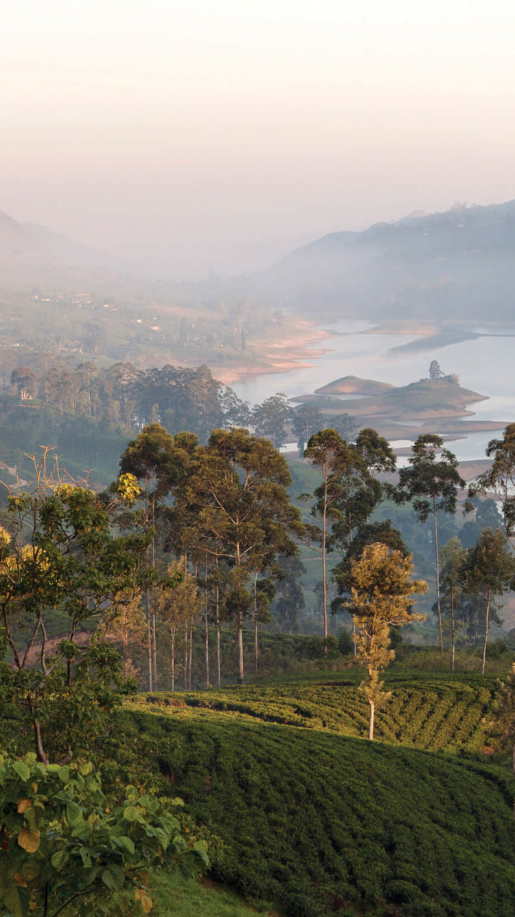 Обои Bogawantalawa, Хаттон, чай, Производство чая в Шри-Ланке, горная станция в разрешении 750x1334