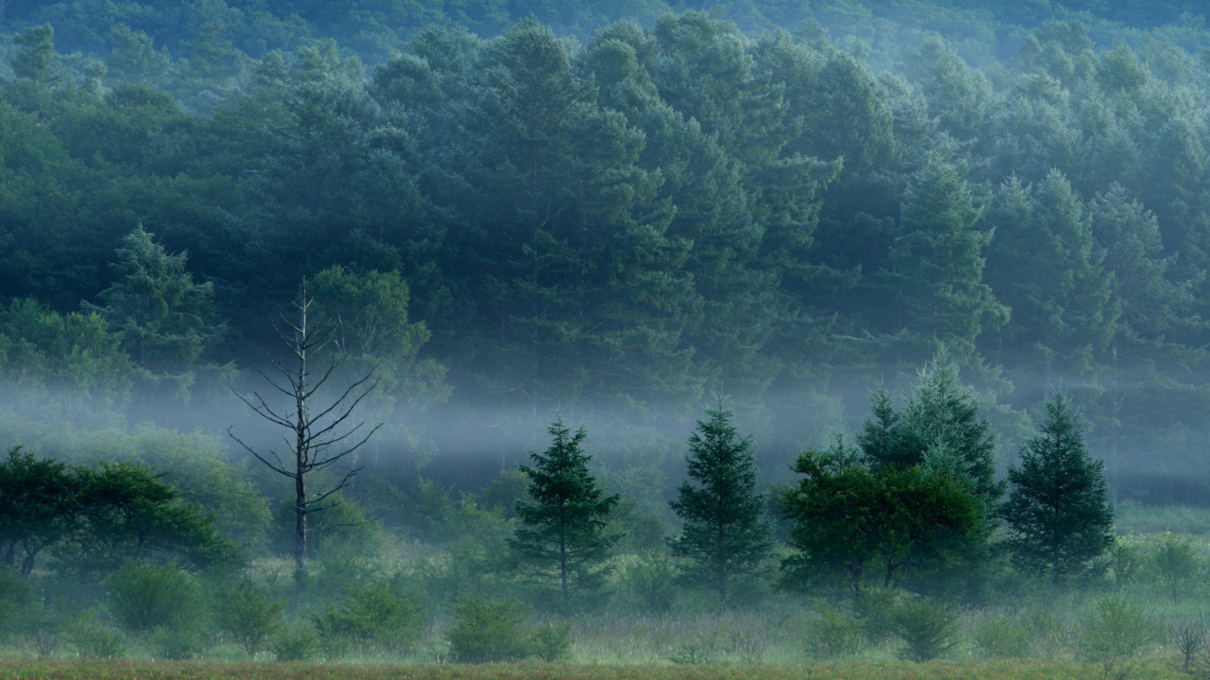 Обои дерево, природа, туман, неба, деревья в разрешении 1366x768