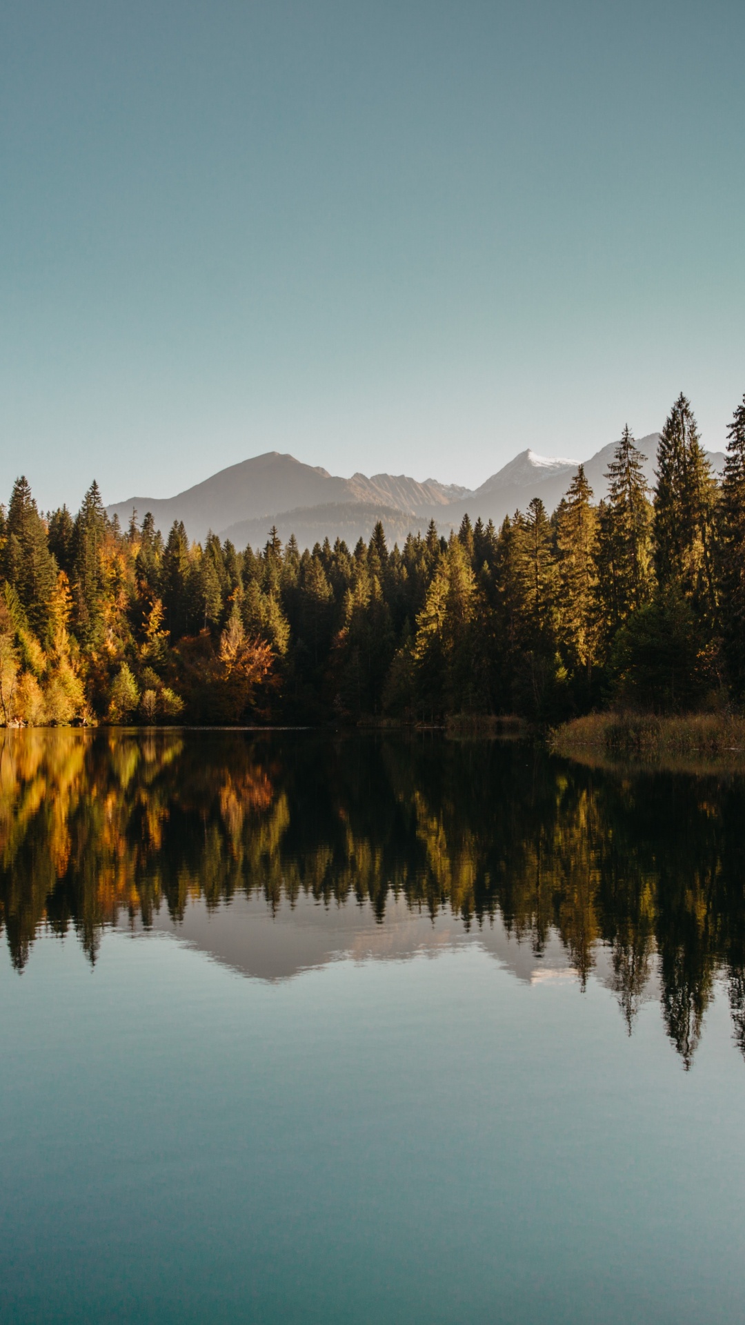 Обои отражение, вода, растение, лист, природный ландшафт в разрешении 1080x1920