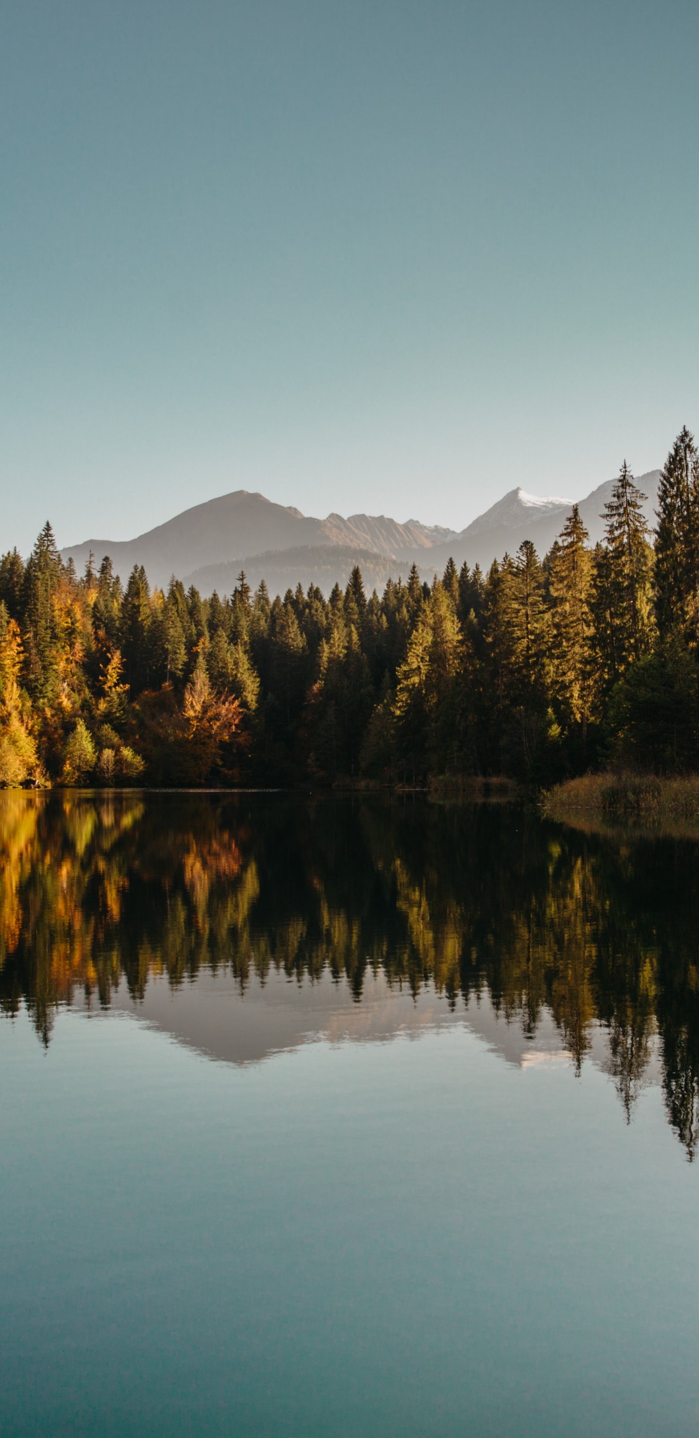 Обои отражение, вода, растение, лист, природный ландшафт в разрешении 1440x2960