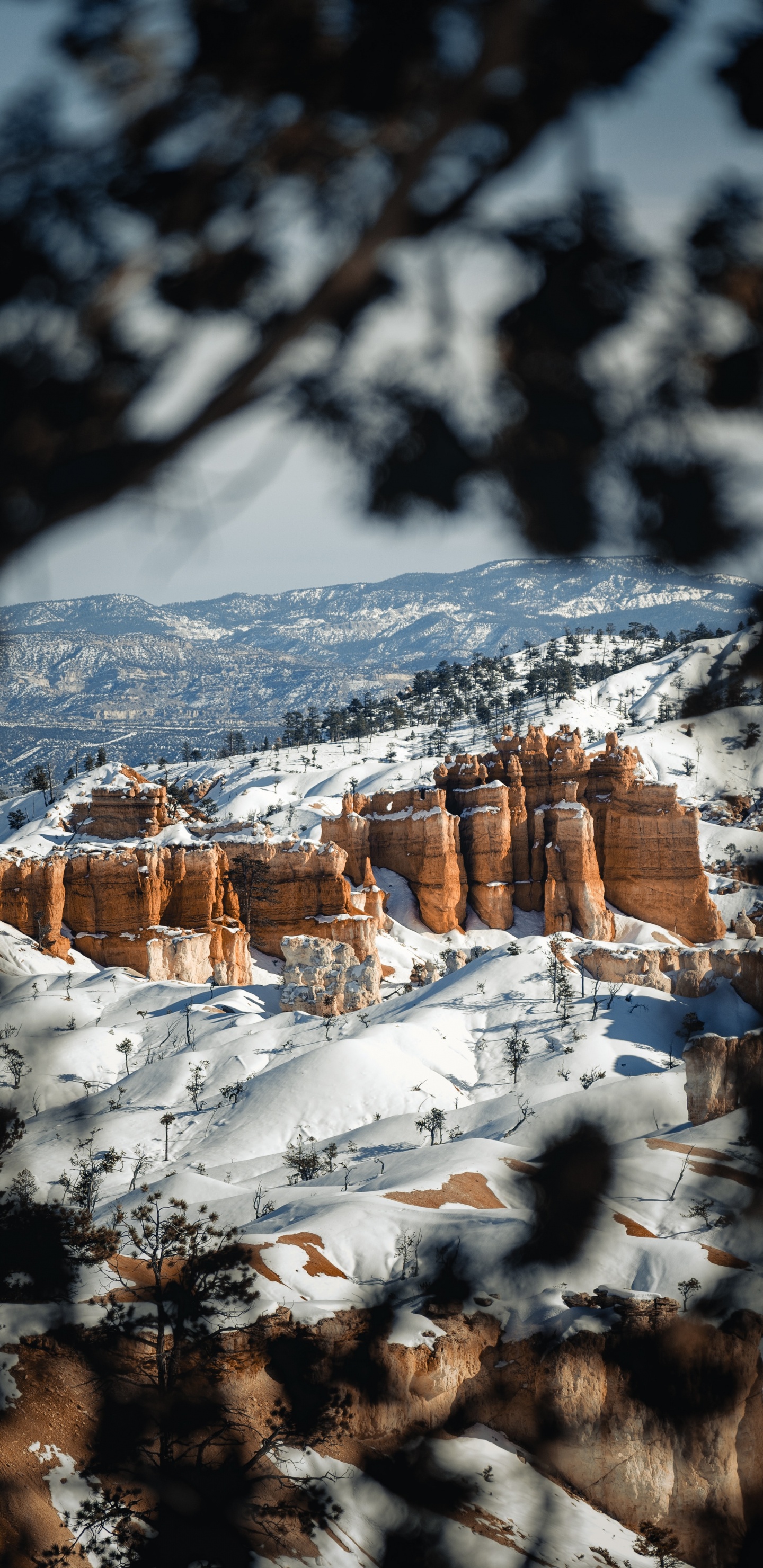 Обои пейзаж, снег, зима, замораживание, природный ландшафт в разрешении 1440x2960