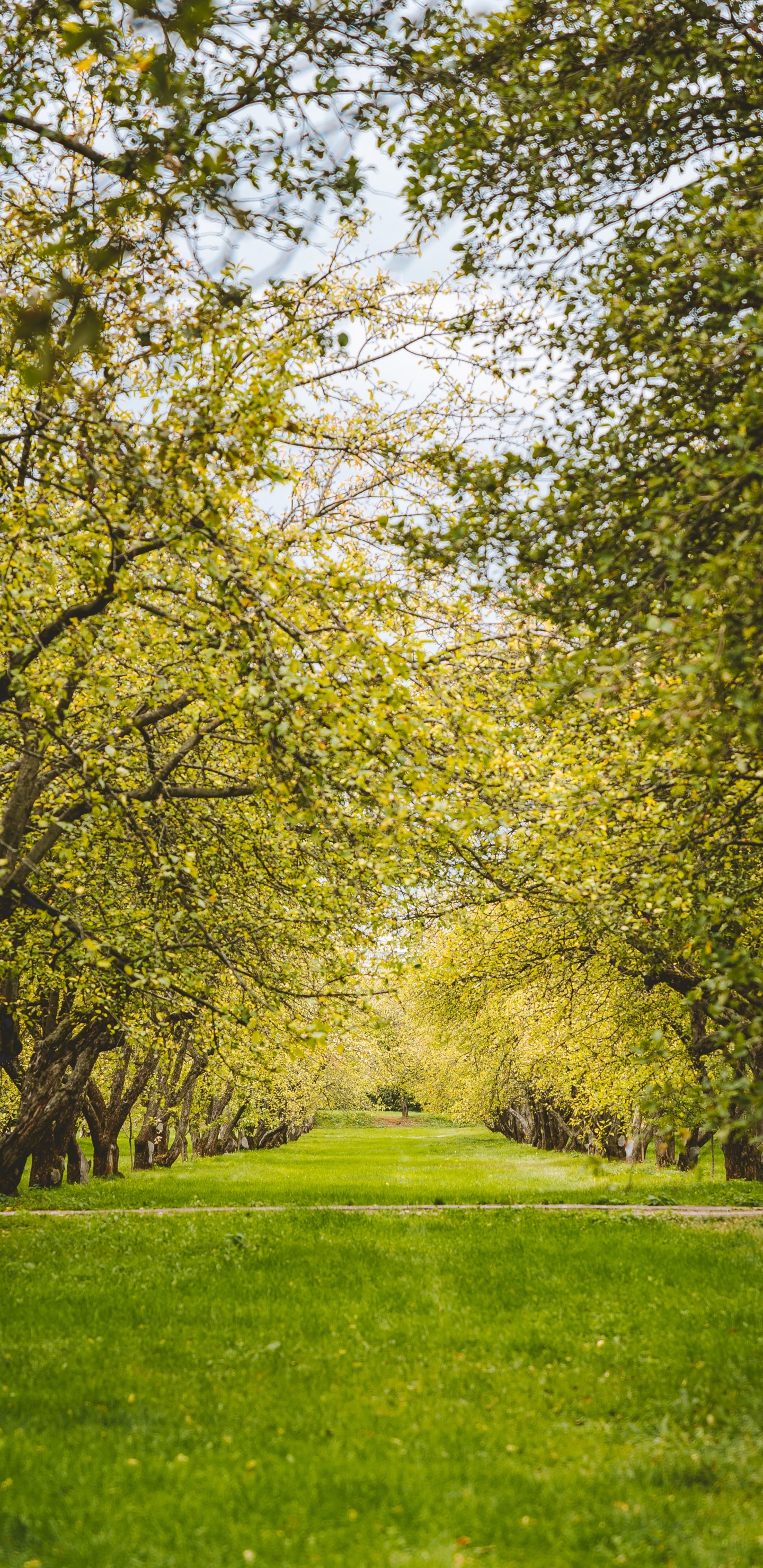 Обои дерево, зеленый, Люди в природе, природный ландшафт, природа в разрешении 1440x2960