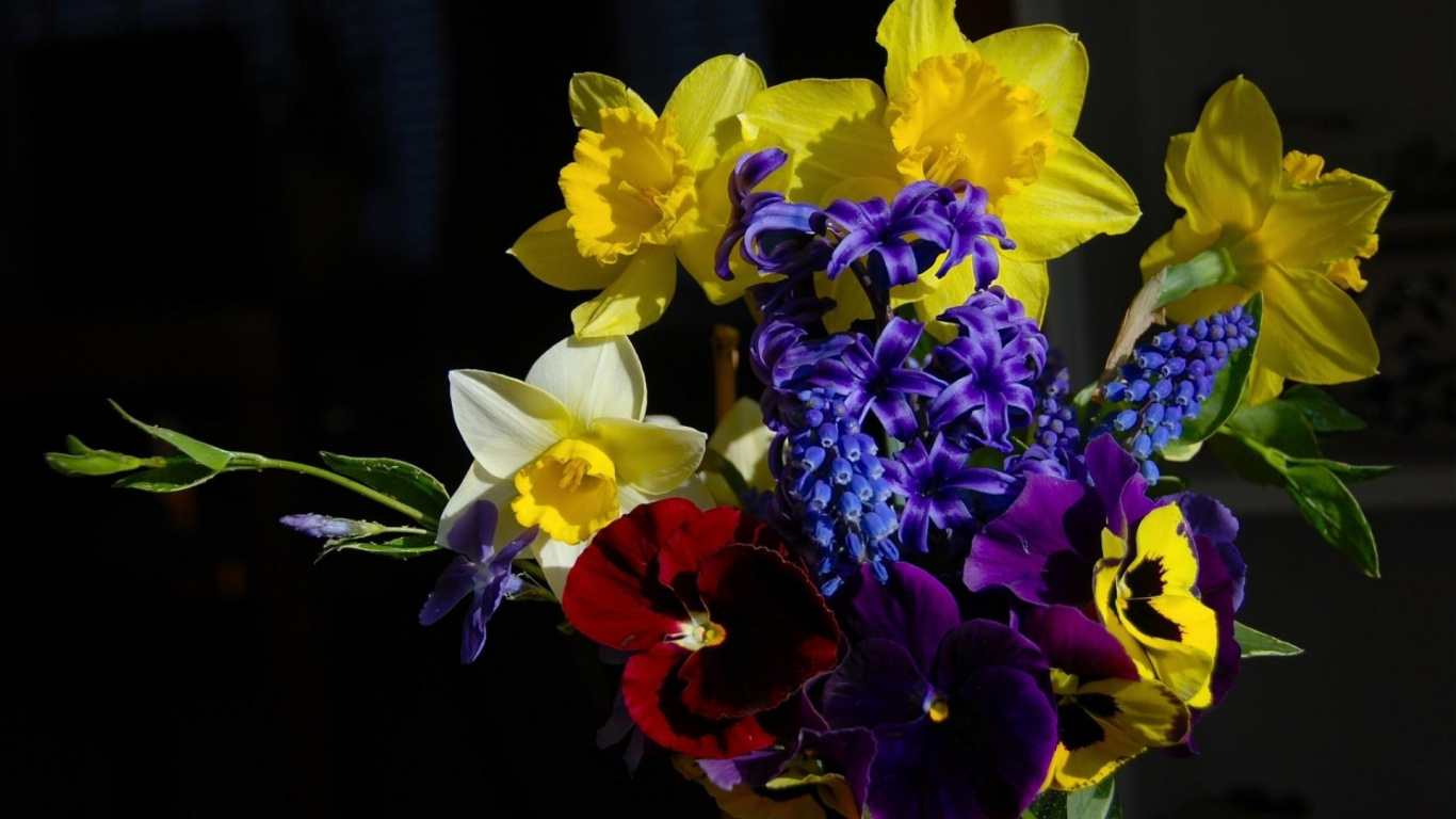 Обои цветочный букет, Нарцисс, цветковое растение, желтый, растение в разрешении 1366x768