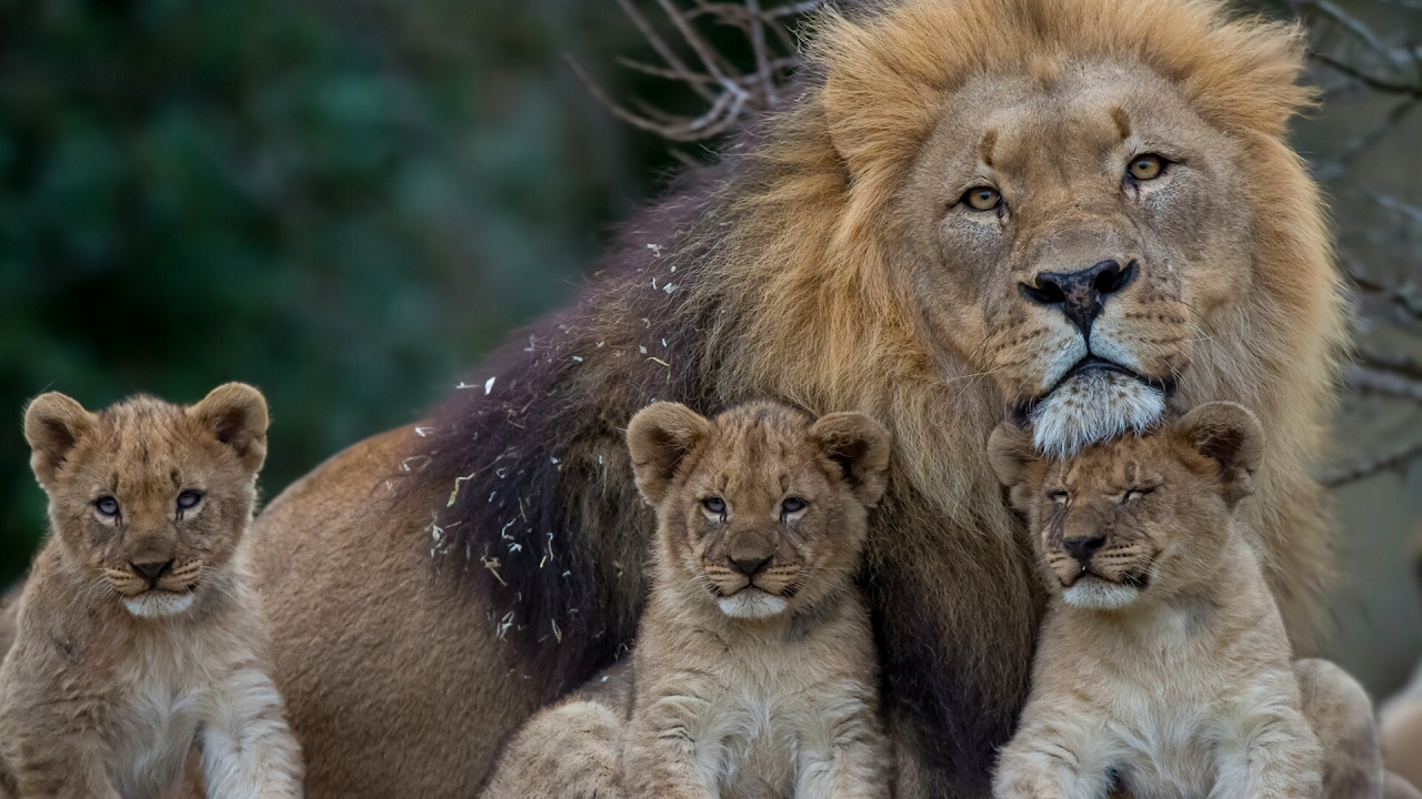 Обои Лев, наземные животные, живая природа, масаи Лев, антилопа гну в разрешении 1280x720