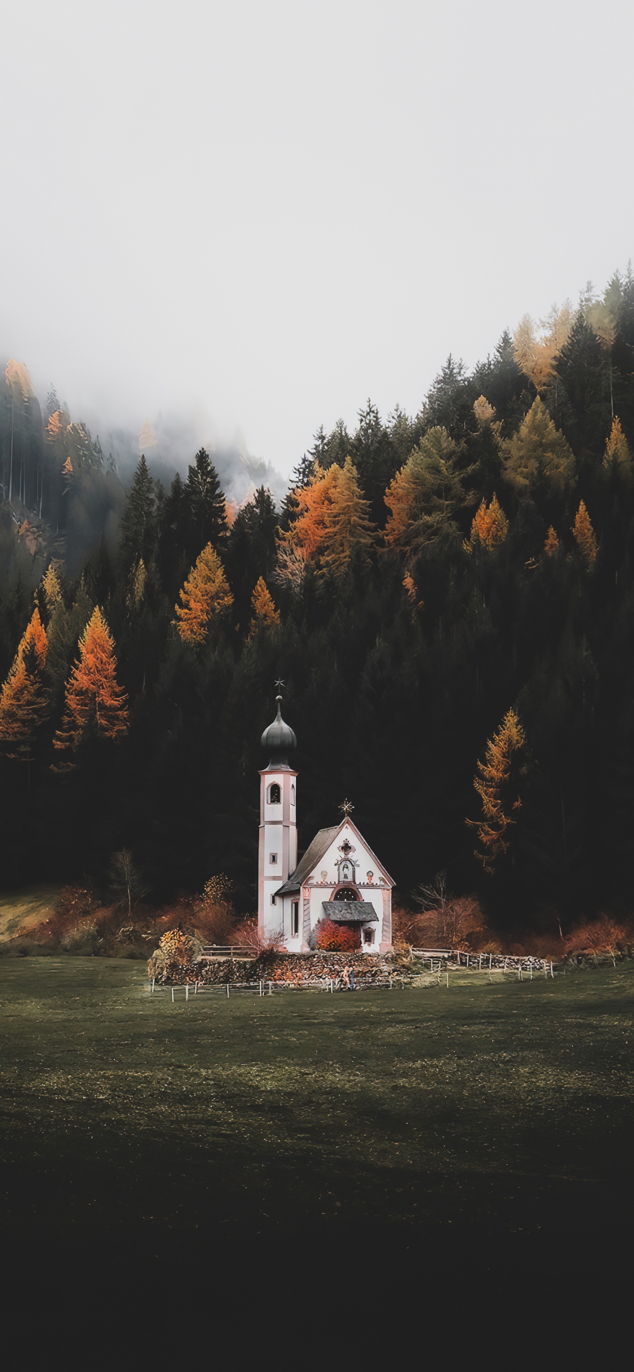 Обои природа, растение, окно, природный ландшафт, дерево в разрешении 1242x2688