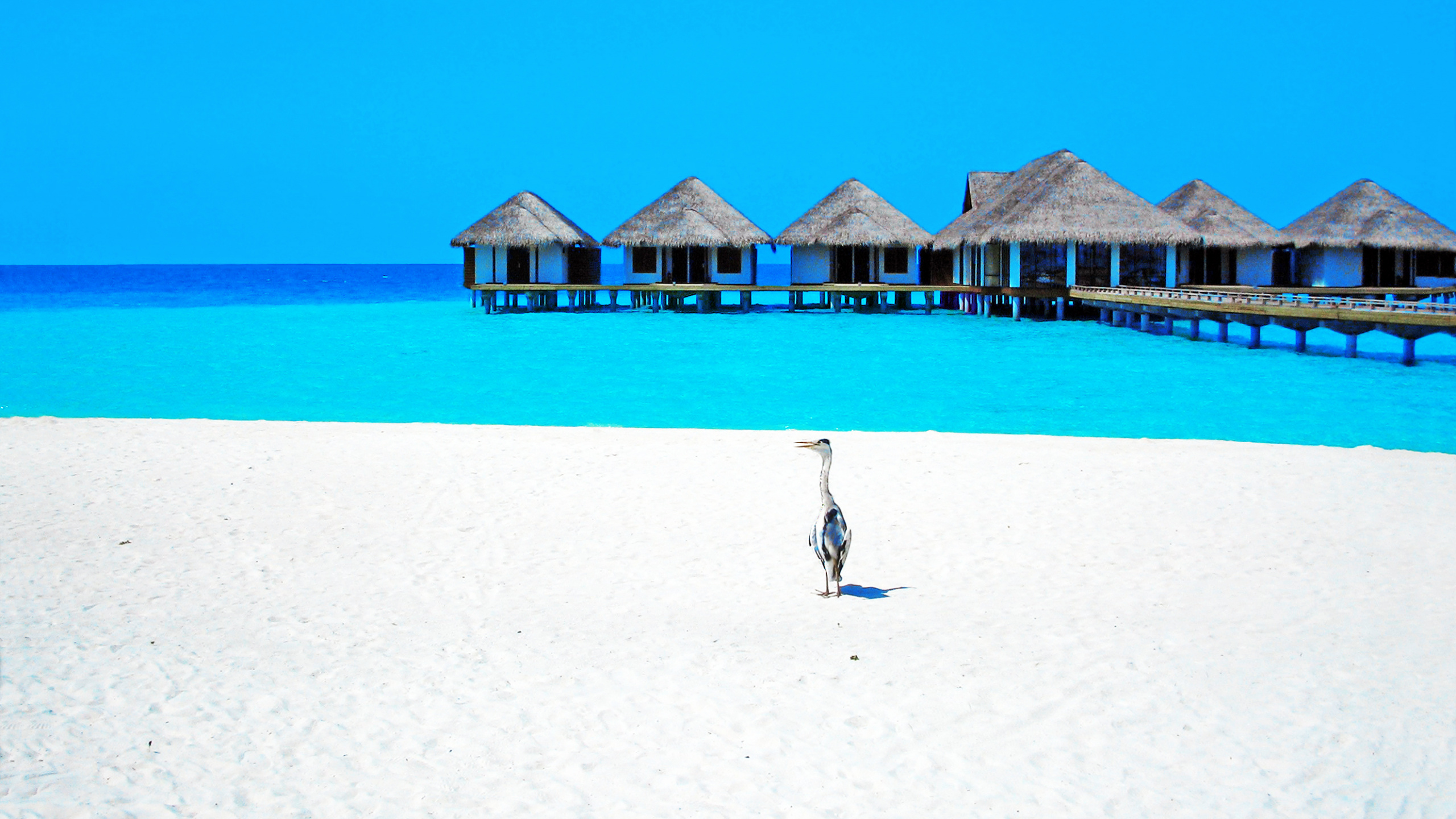 Обои море, синий, лазурный, вода, отпуск в разрешении 2560x1440