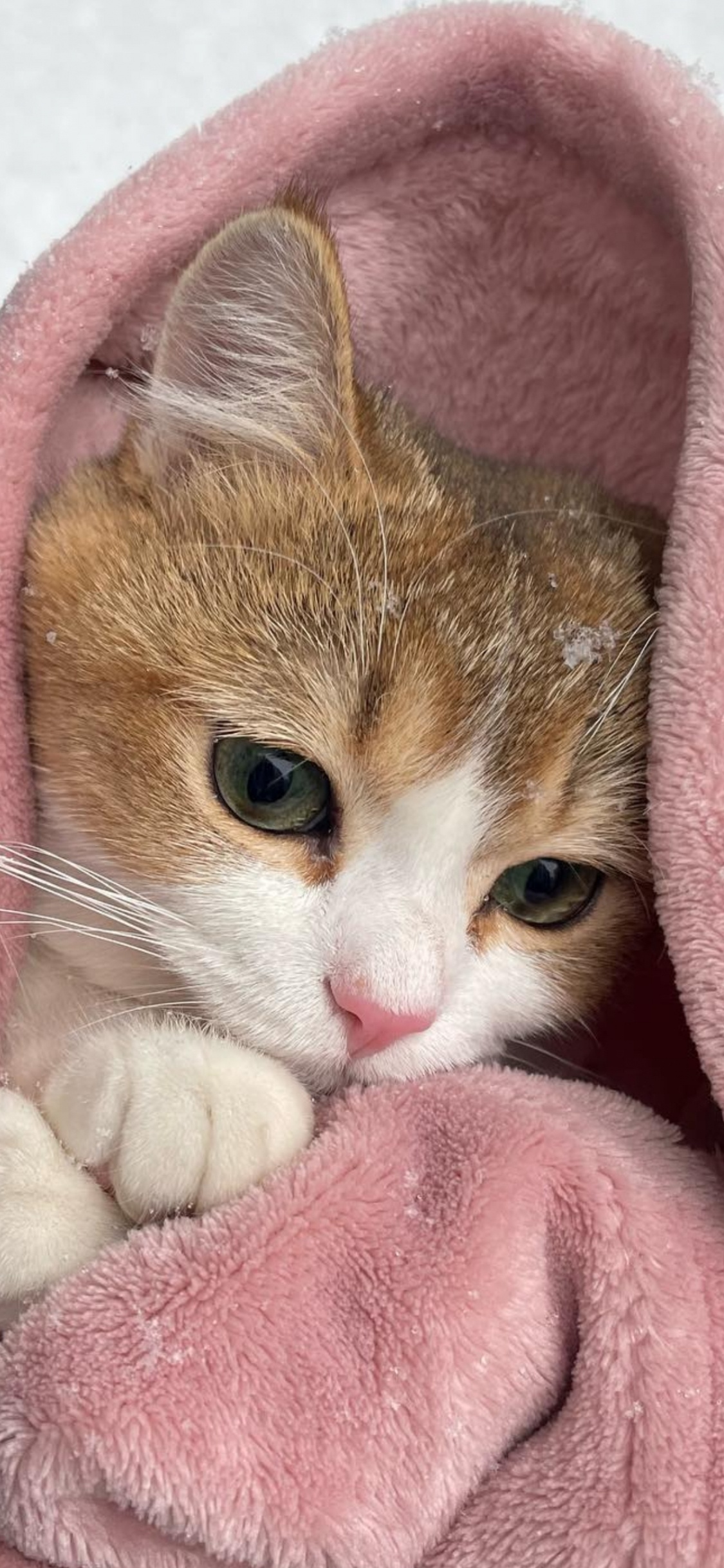 Обои британская короткошерстная, эгейская кошка, европейская короткошерстная, британская полу длинношерстная, абиссинец в разрешении 1125x2436