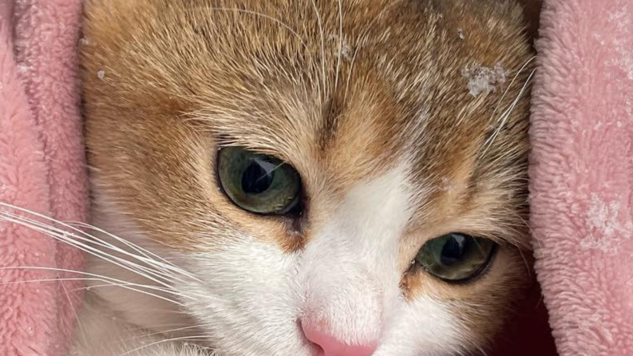 Обои британская короткошерстная, эгейская кошка, европейская короткошерстная, британская полу длинношерстная, абиссинец в разрешении 1280x720